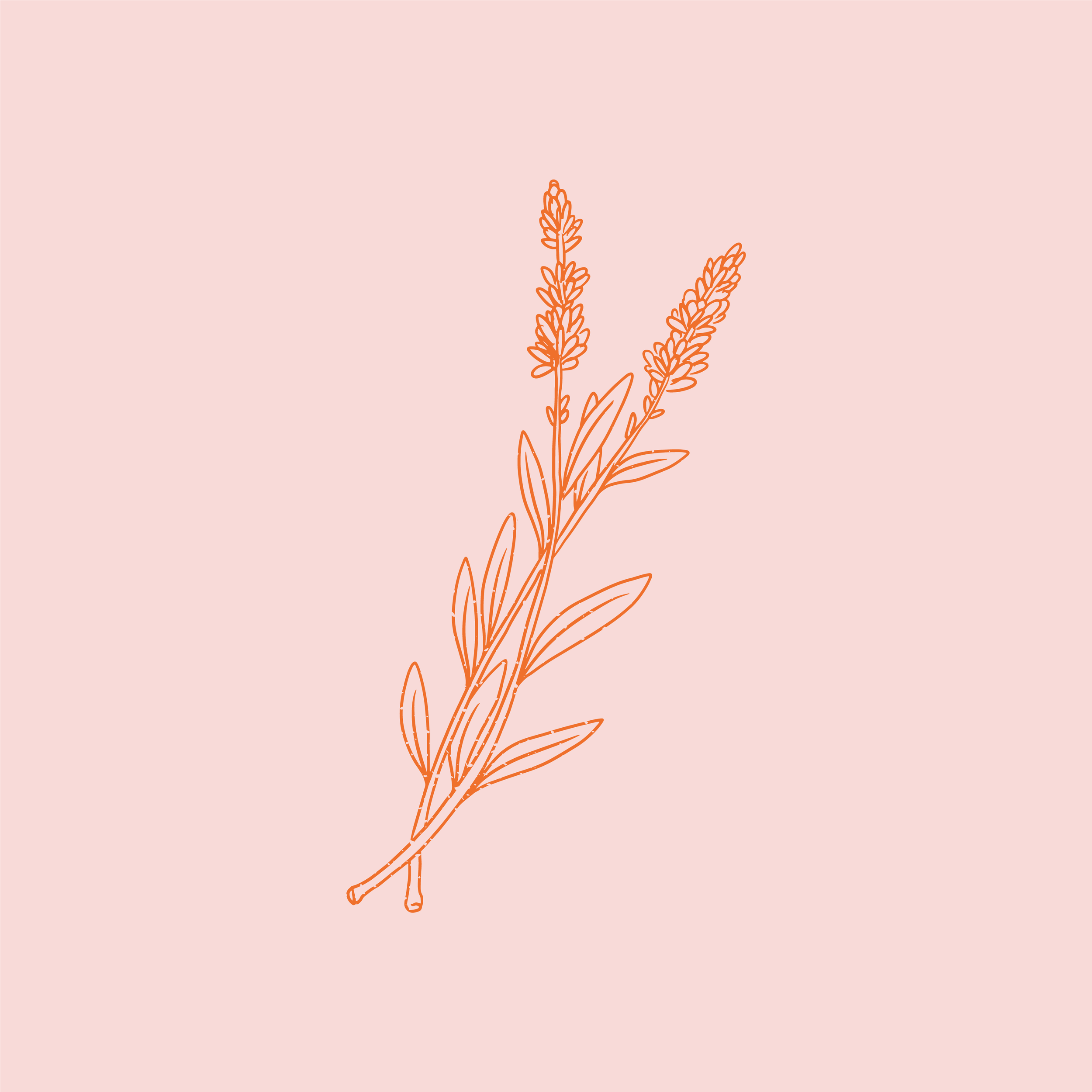Line drawing of a sprig of lavender with multiple flowers and leaves on a pink background.