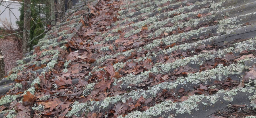 Katto jossa on paljon sammalta ja lehtiä