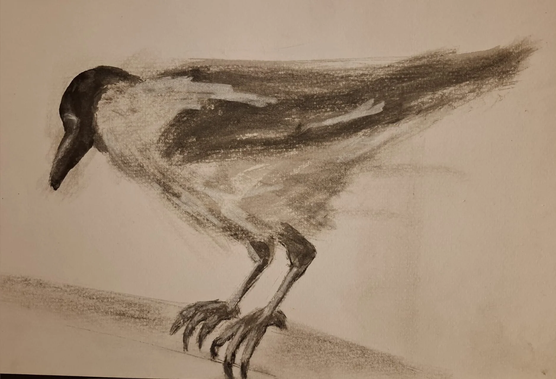 corvo no galho_i.jpg