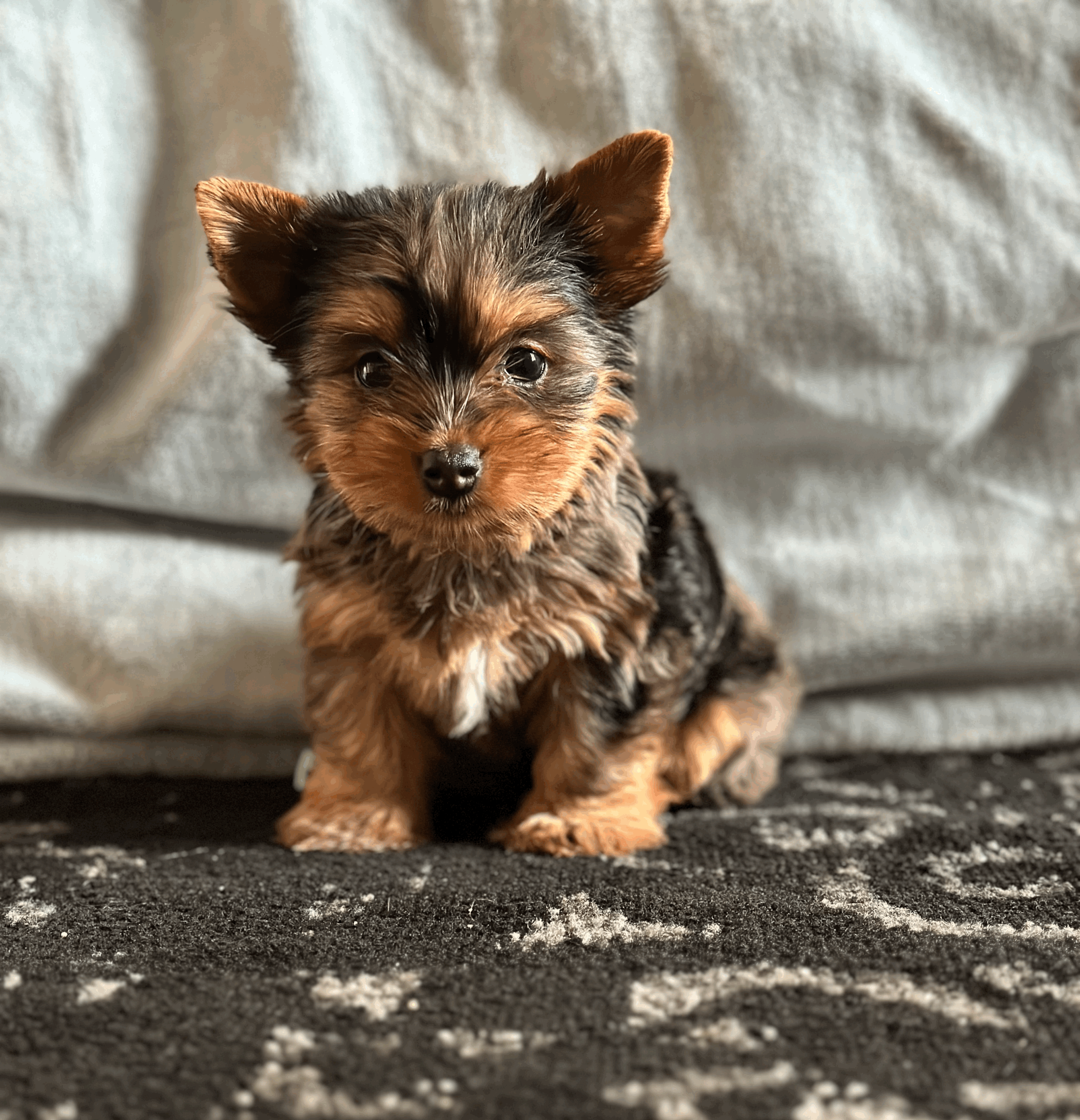 Yorkie puppies in Texas
