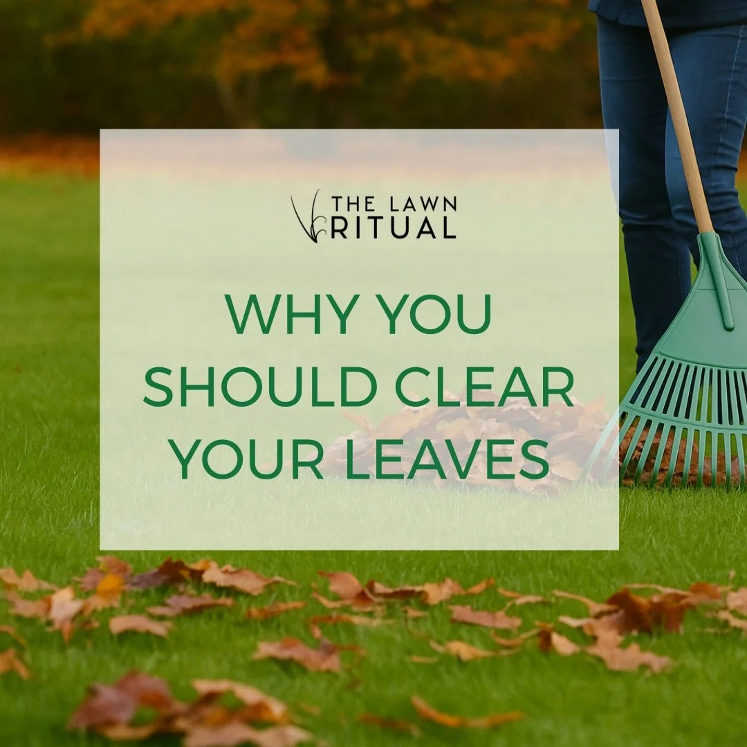Preparing Your Lawn for Winter: The Late-Autumn Lawn Ritual 🍂