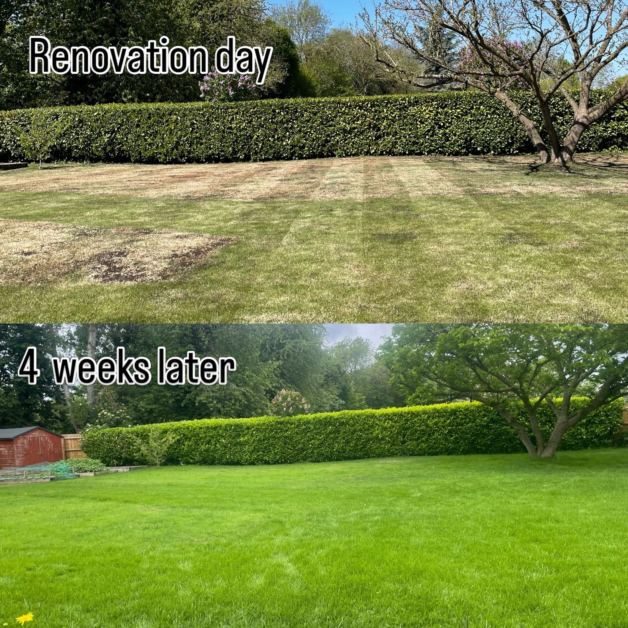 Another 4-week check-in with one of this spring&rsquo;s renovation customers, and it's looking beautifully green and healthy! 

The hard work from the renovation, combined with some great aftercare from the customer, has really paid off. This lawn no