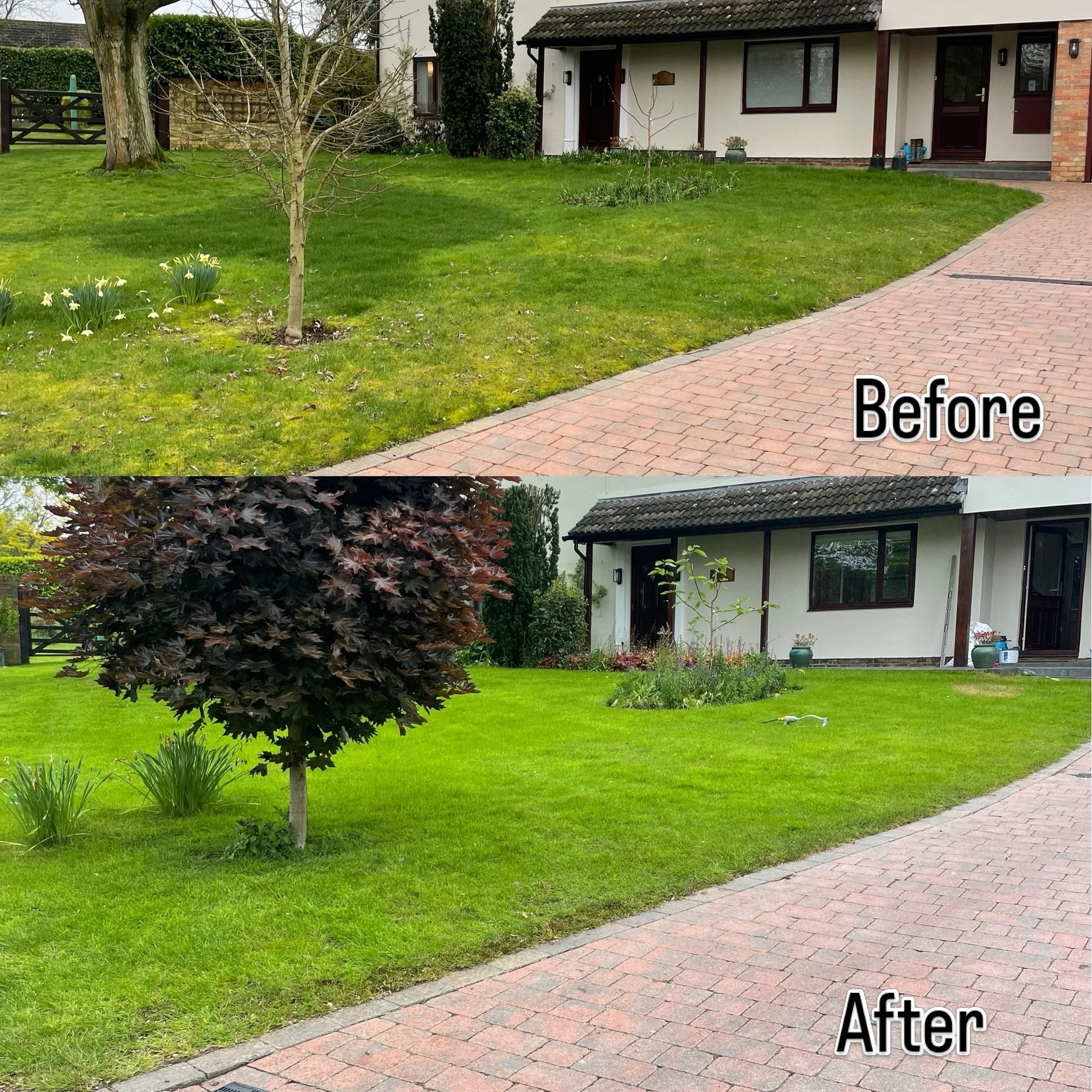 From a patchy, moss-covered lawn to a much healthier, greener and more even lawn. 

5 weeks post renovations, we&rsquo;ve created a stronger, healthier lawn that will continue to thicken with regular mowing and ongoing care.

And yes, the tree has fi