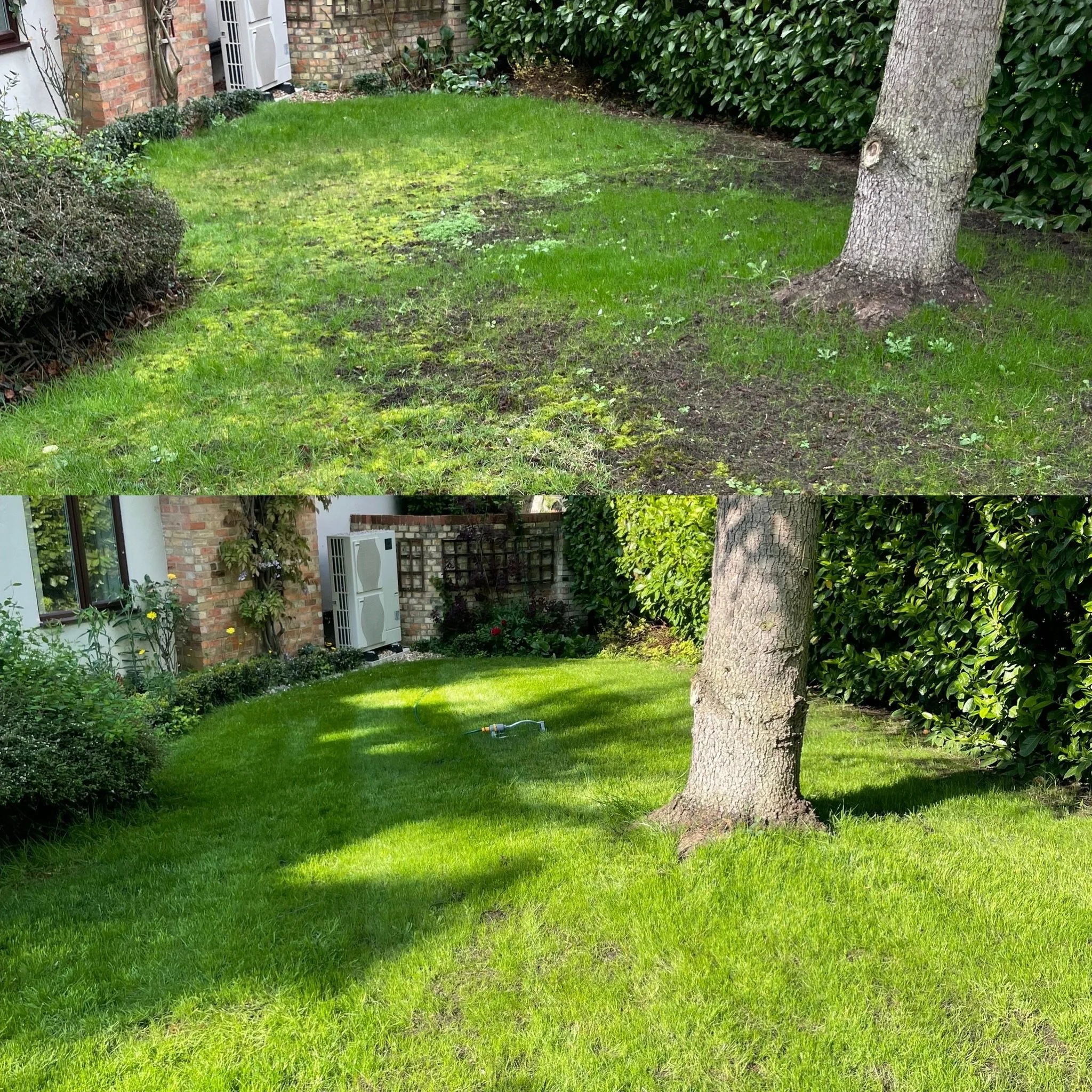 4 weeks apart.

This part of the lawn was previously full of moss and really struggling for decent grass coverage.

After renovation, the moss has gone and we&rsquo;re now seeing much better coverage coming through. Regular mowing from here will help