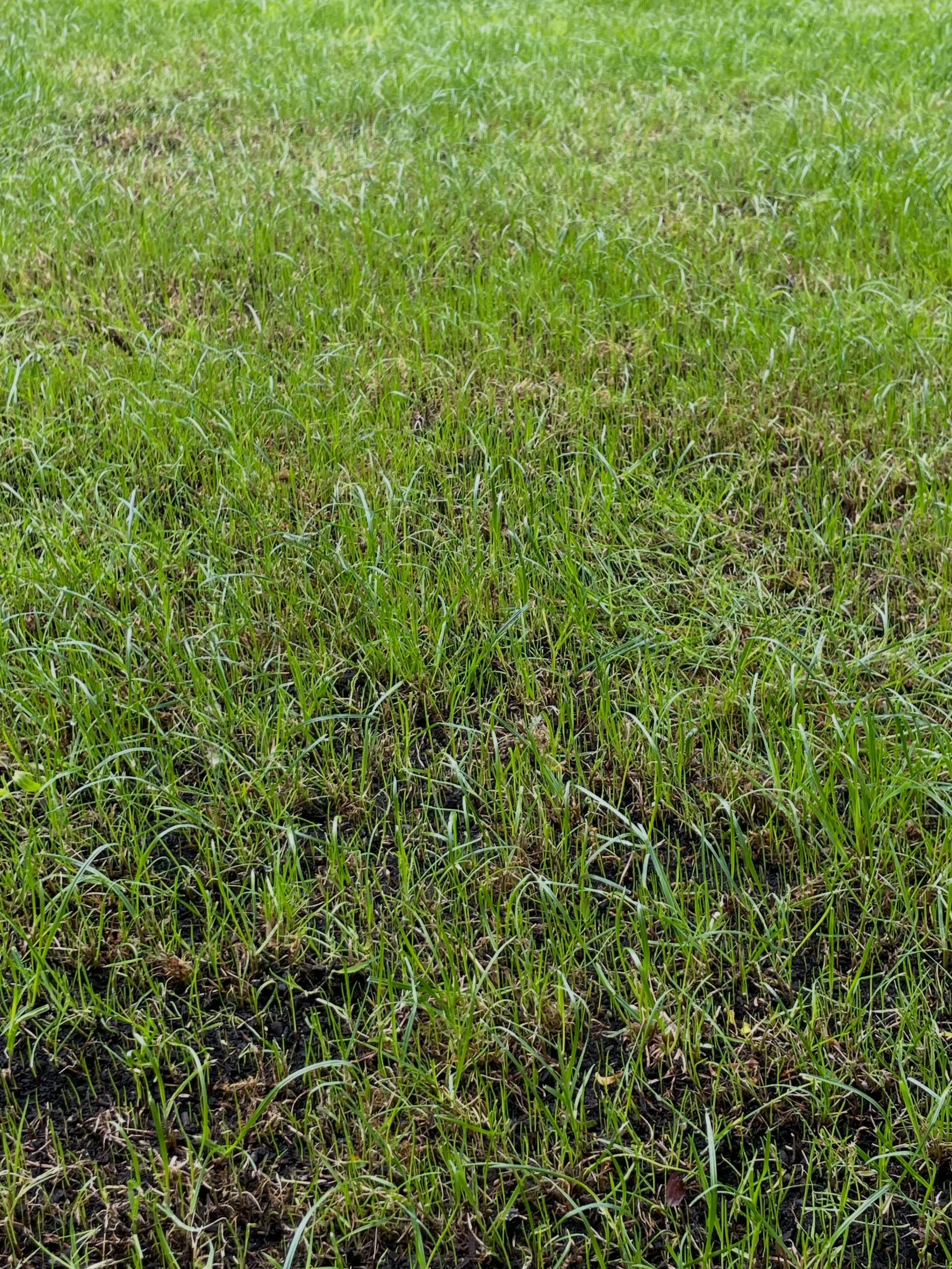 12 days post renovation and I am pleased with the progress when you look up close. Lots of germination down to the home owner following watering and aftercare advice 👏

A couple more weeks for the full transformation pic. 

#patience #renovation #la