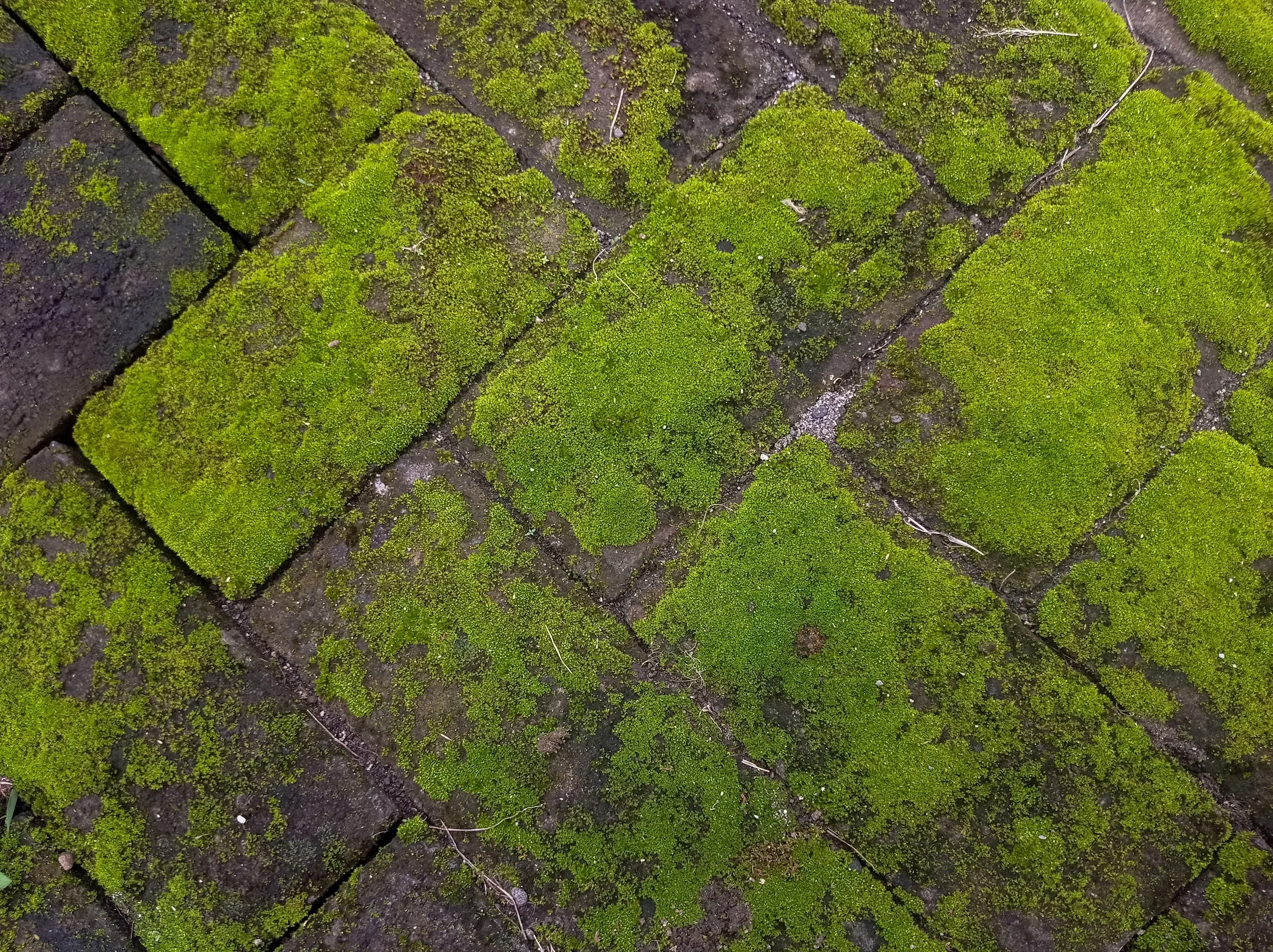 Close-up of moss-covered bricks on a pavement, with some small cracks and tiny twigs.
