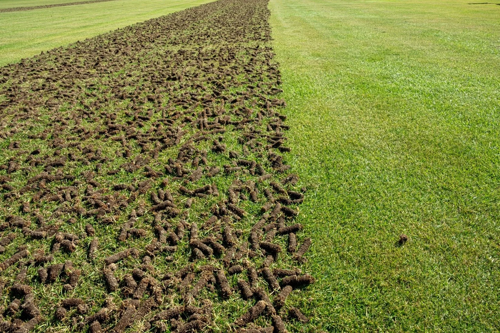 Turf on the left side of the image that has been aerated, gradually transitioning to green, healthy grass on the right side.