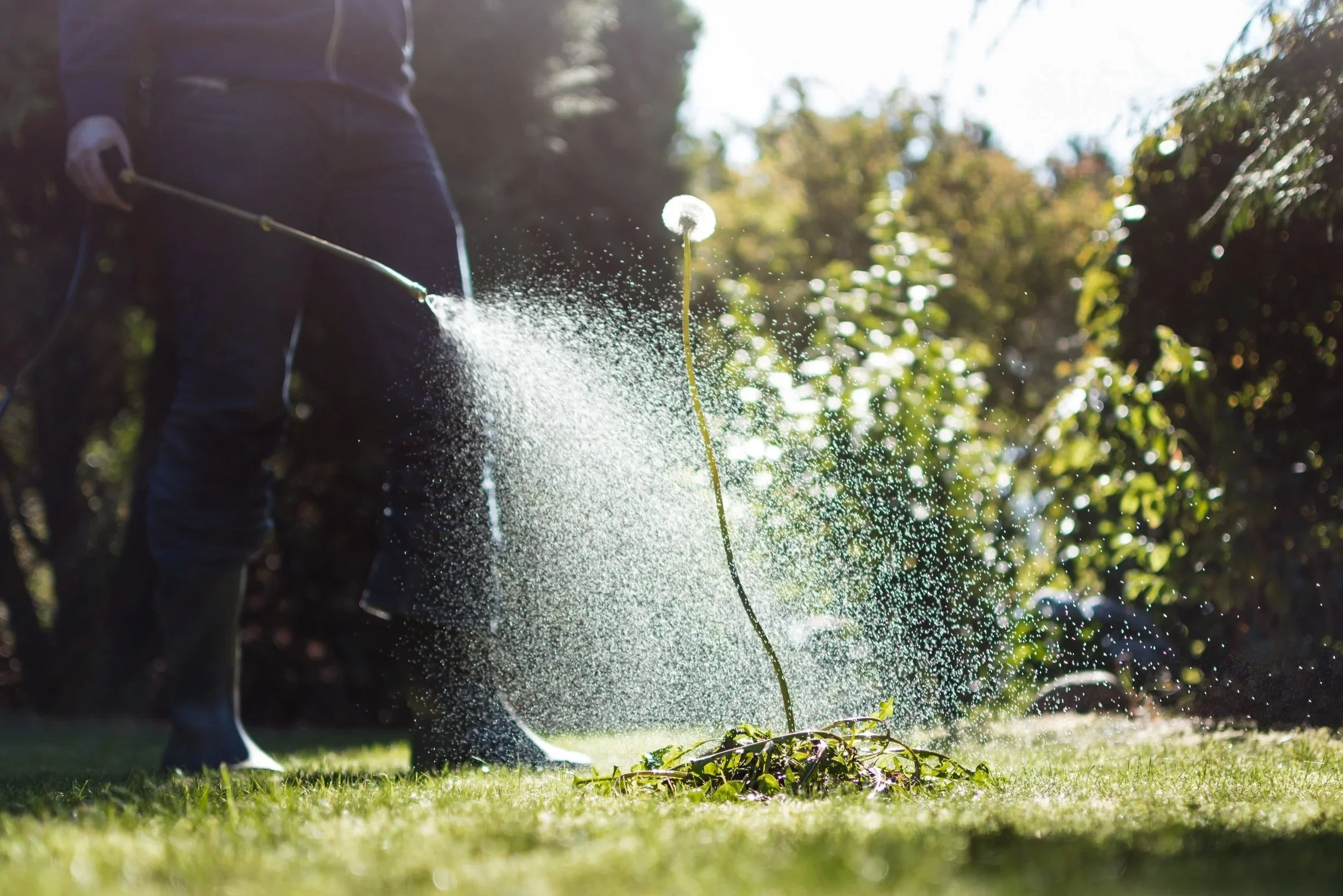 A person spraying weed killer on weeds in a garden or lawn, with sunlight shining through trees in the background to have a weed free lawn.