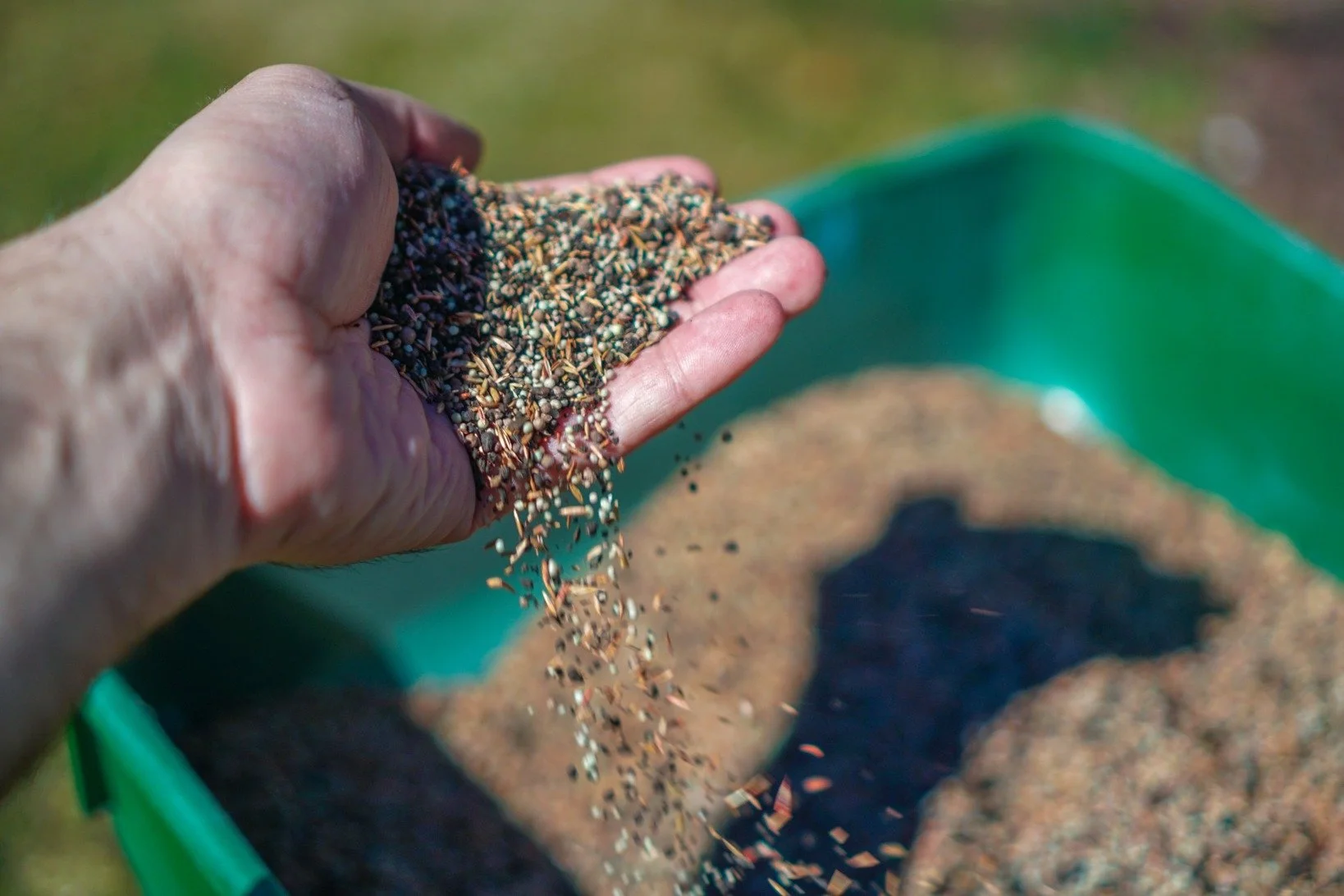 A person's hand holding a handful of grass fertiliser, sprinkling some into a green container with some inside. This will be applied to a lawn to get essential nutrients to make it healthy and green.