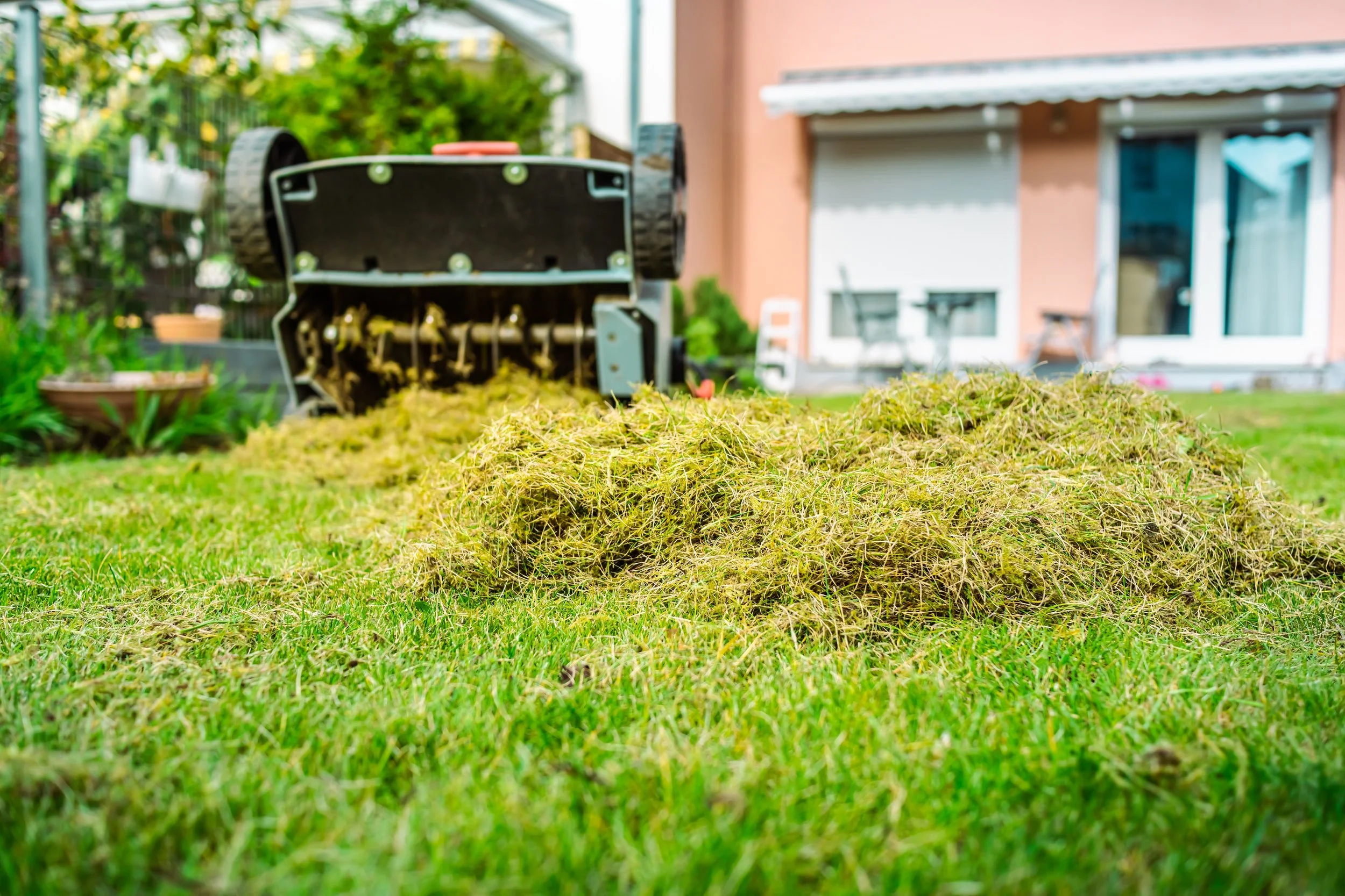 Scarifier in a backyard with piles of freshly cut grass on the grass. Demonstrates the scarification process in action, removing moss and thatch for a greener, healthier lawn.