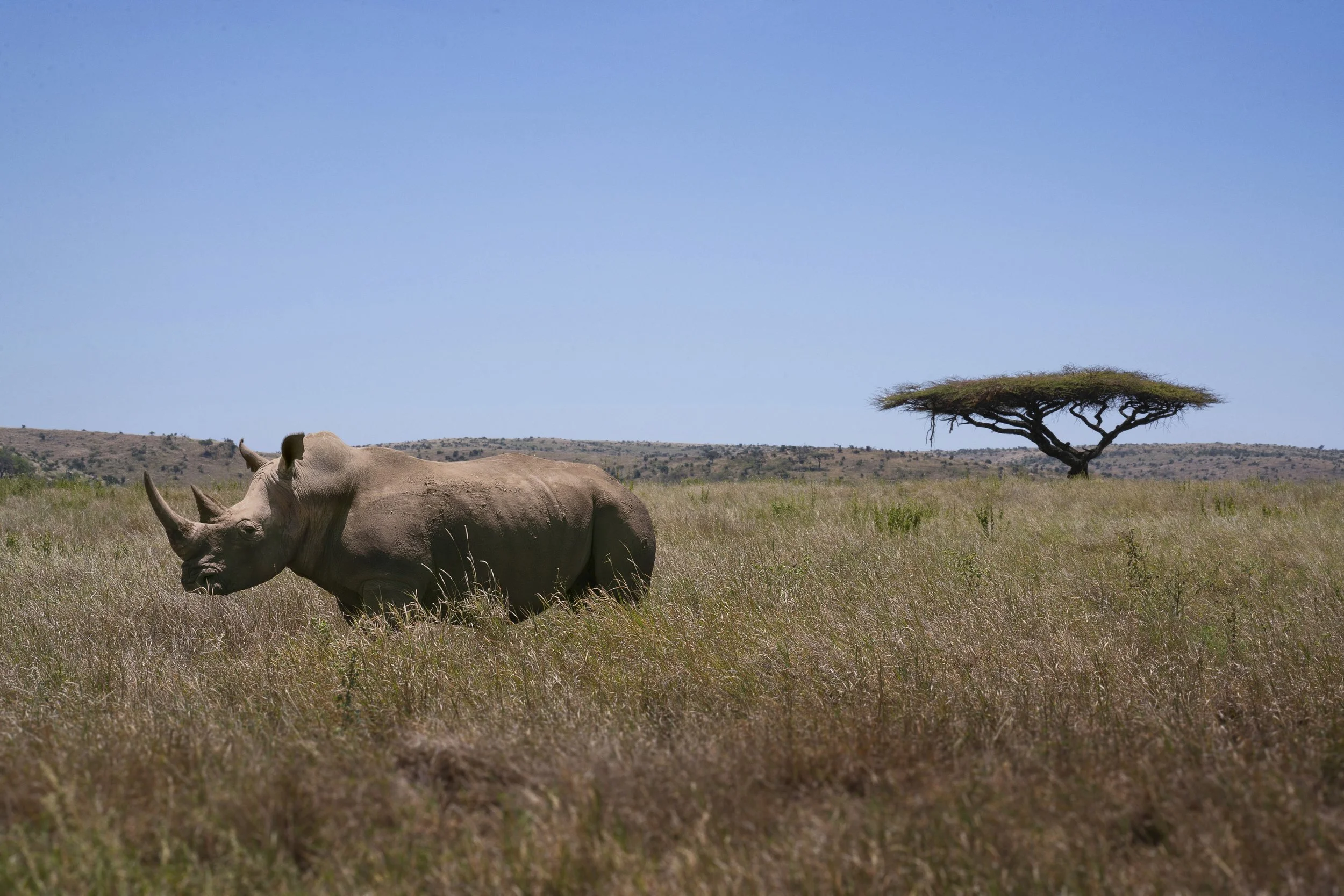 RHINO_SOCIAL_RHINO_DSC02079_FC.jpeg