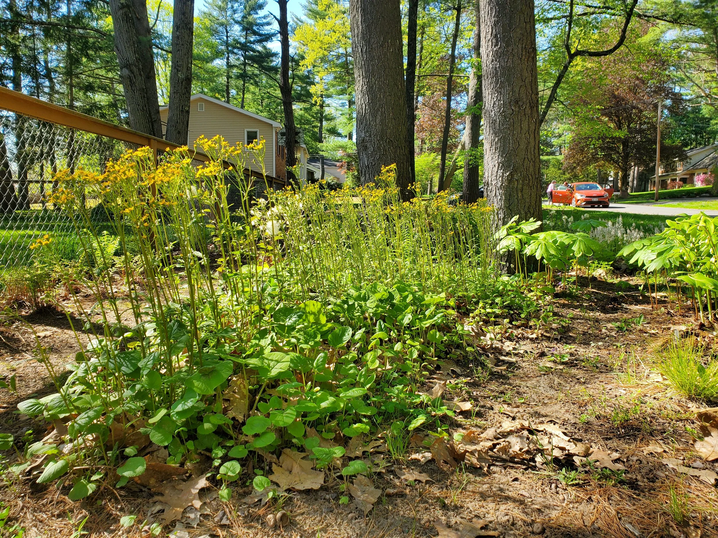 Victoria Dr_Spring 2024_Groves_Packera.jpg