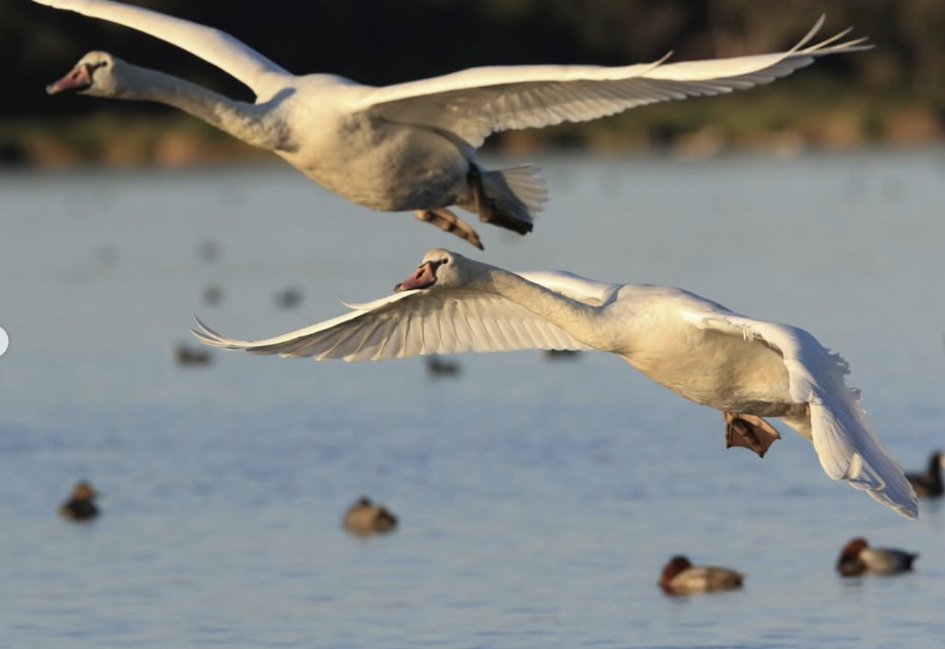 Capture d’écran 2026-01-12 à 06.03.07.png