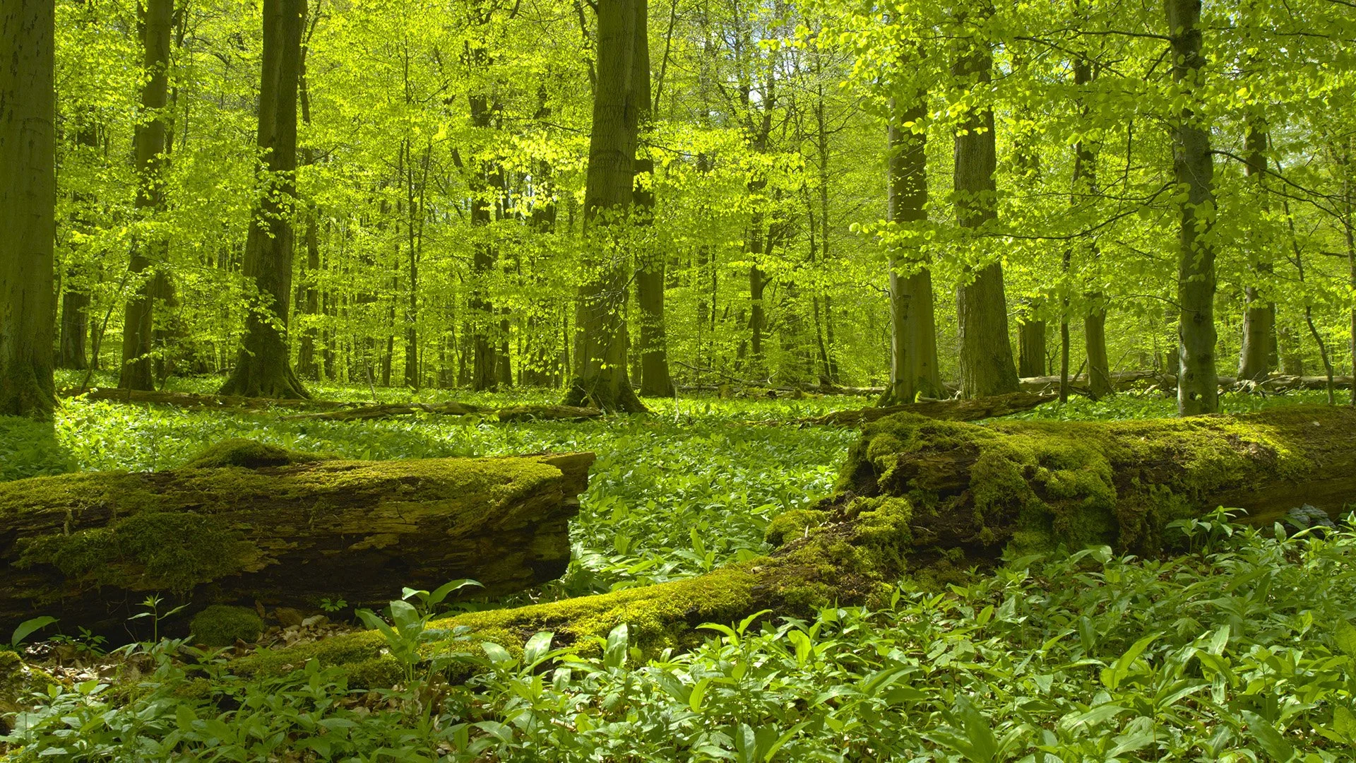 Ein grüner, bewaldeter Wald mit Moos bedeckten umgestürzten Baumstämmen und Sonnenlicht, das durch die Baumkronen scheint.