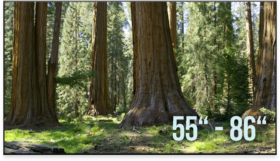 Foto eines Waldes mit großen Bäumen, typisch für Redwood Bäume, mit Maßenangaben 55 und 86 Zoll.