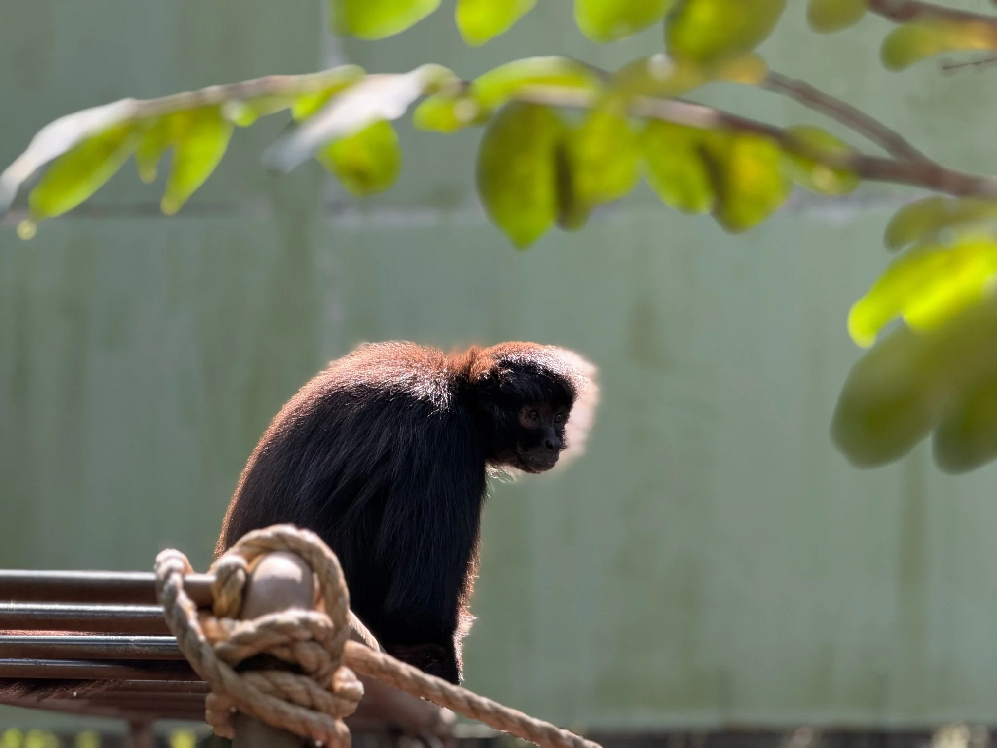 WOW Tours — Noah's Ark Animal Sanctuary