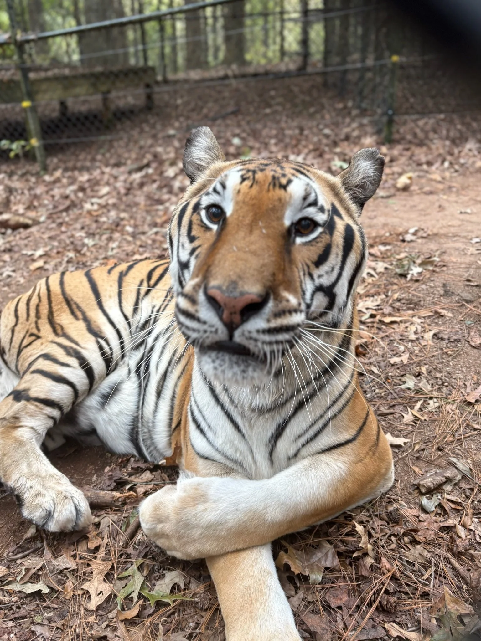 When given proper space and enrichment, Golden grew into a playful and relaxed tiger and is now a favorite of many visitors, as he is always out and about exploring his habitat.