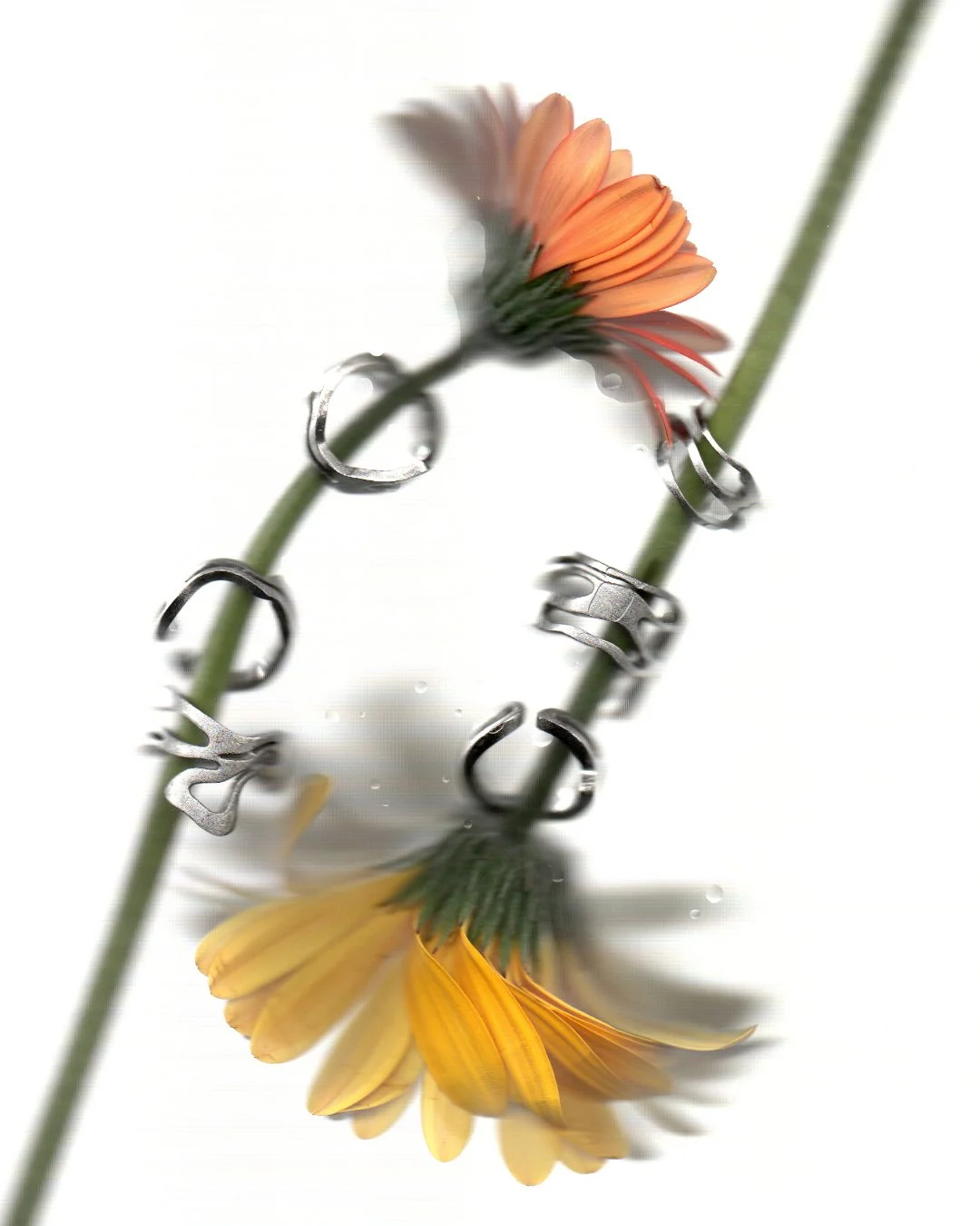 ARISIUM - RING NO.