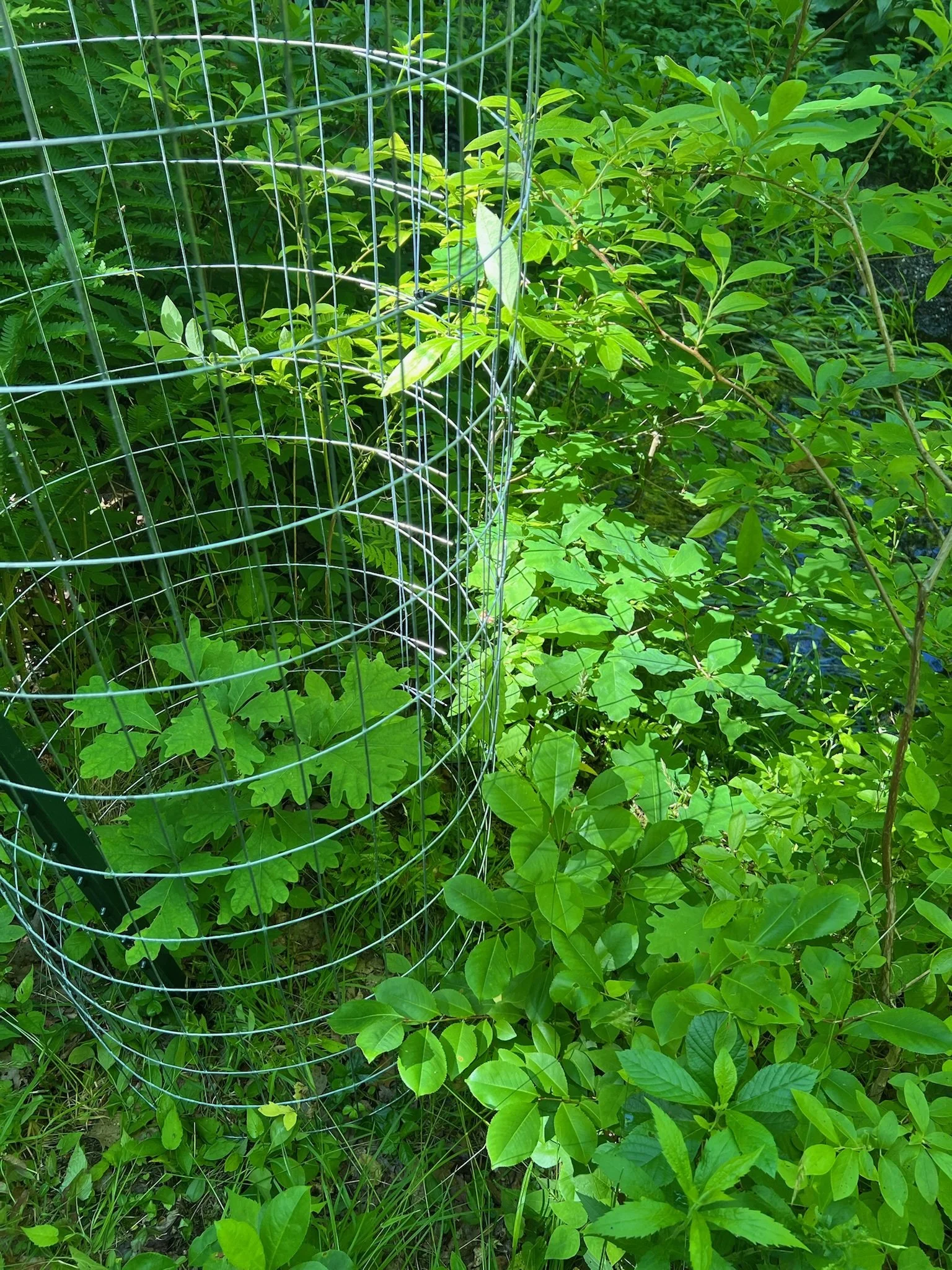 Caged White Oak Sapling