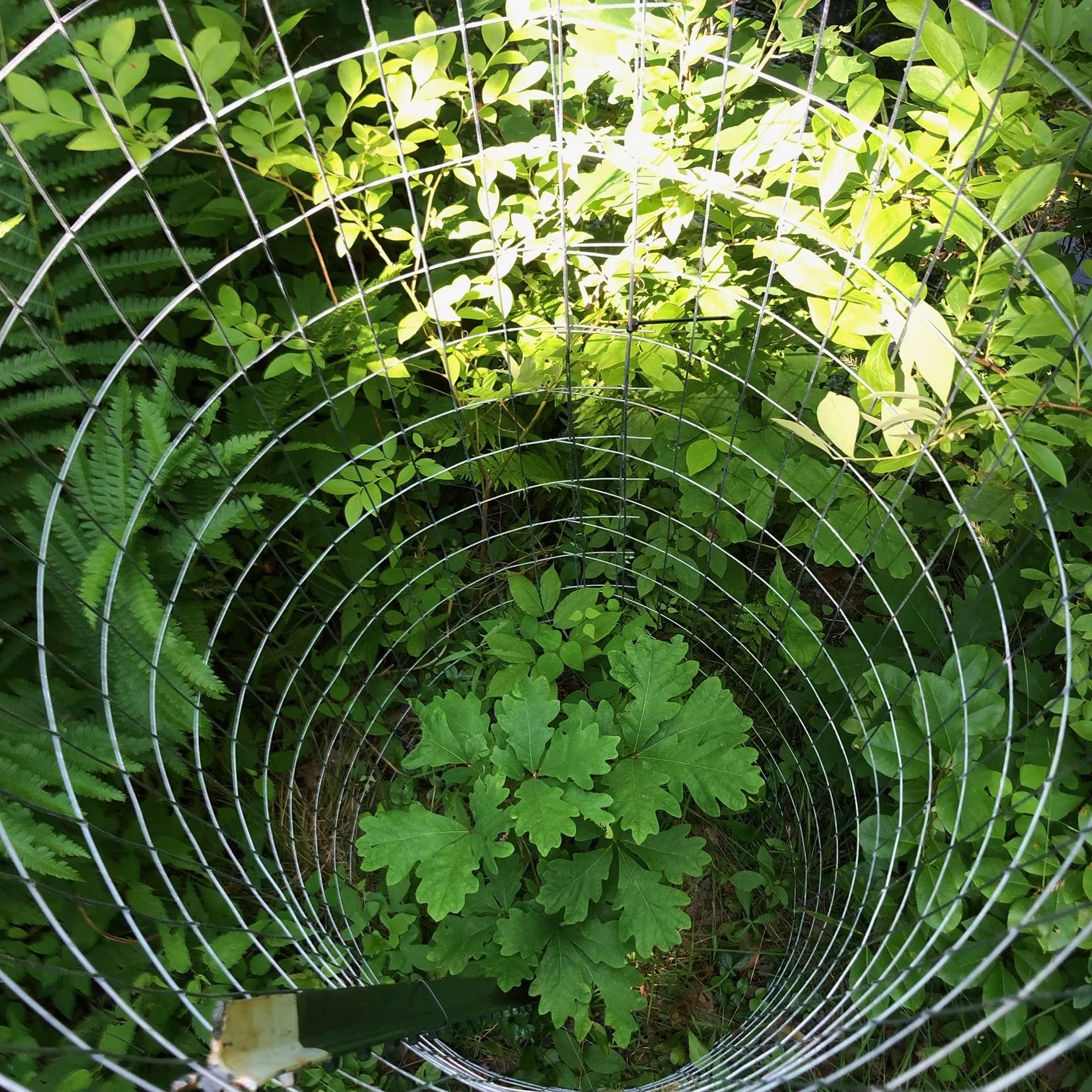 Caged White Oak Sapling