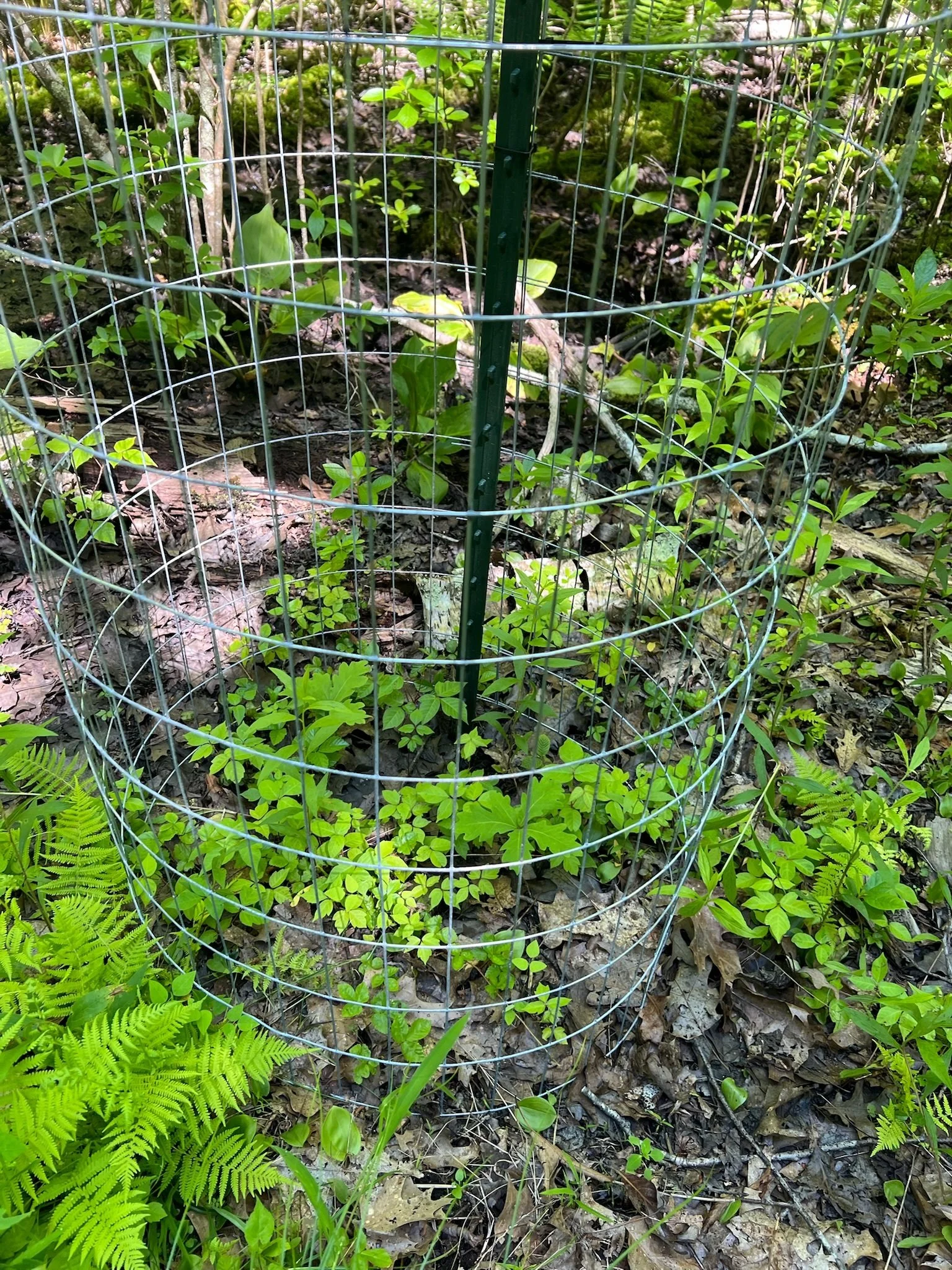 Caged Red Oak Sapling