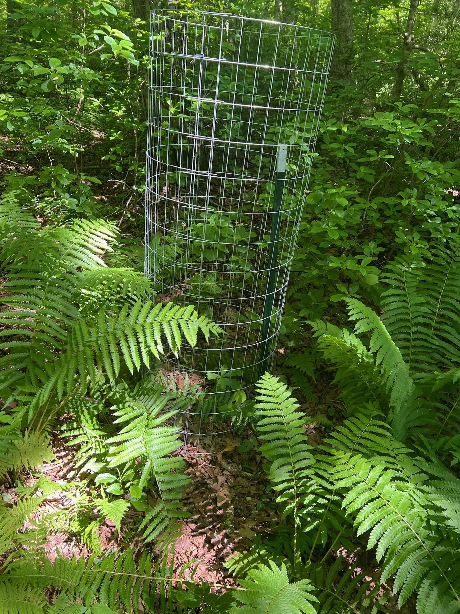 Caged White Oak Sapling