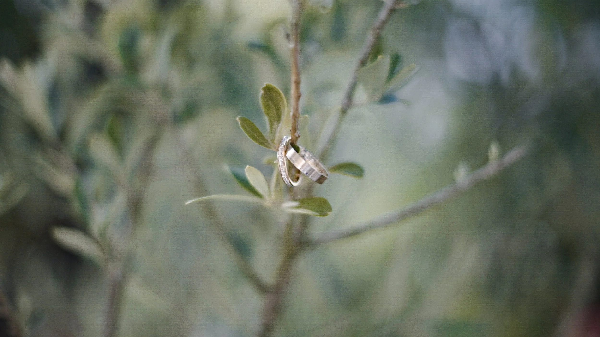 Close-up of a small plant with two rings hanging on a branch, surrounded by green leaves and a blurry background.