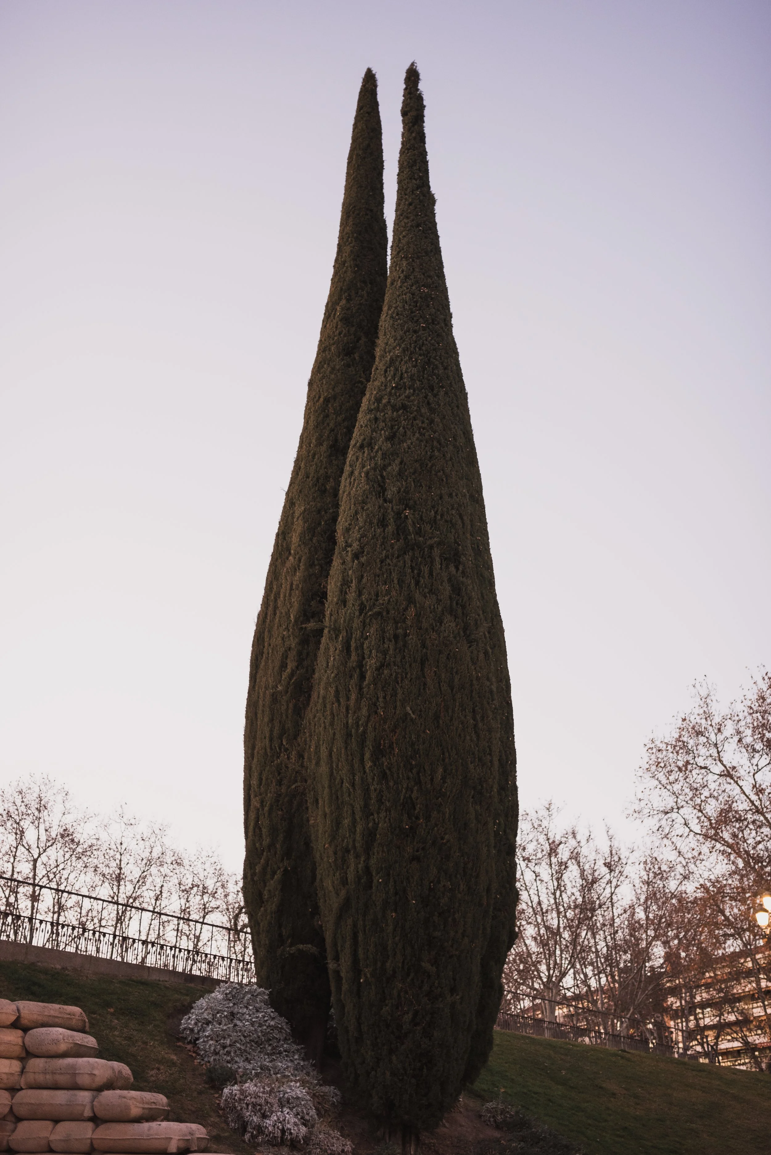Two tall, narrow evergreen trees on a hillside, with additional trees and a fence in the background, and small plants at the base of the trees.
