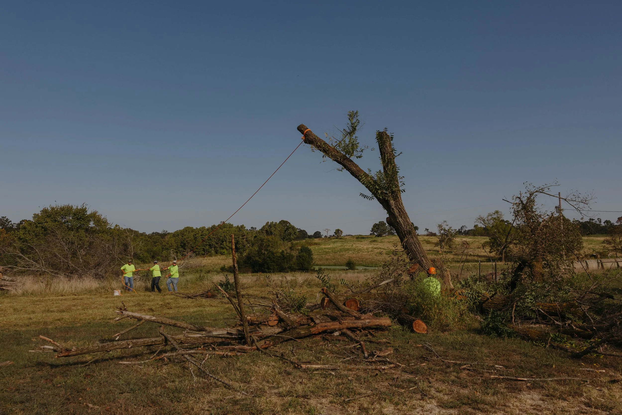 Three workers in yellow shirts and safety helmets working to cut down a large tree in a field, with a few other trees and greenery in the background.