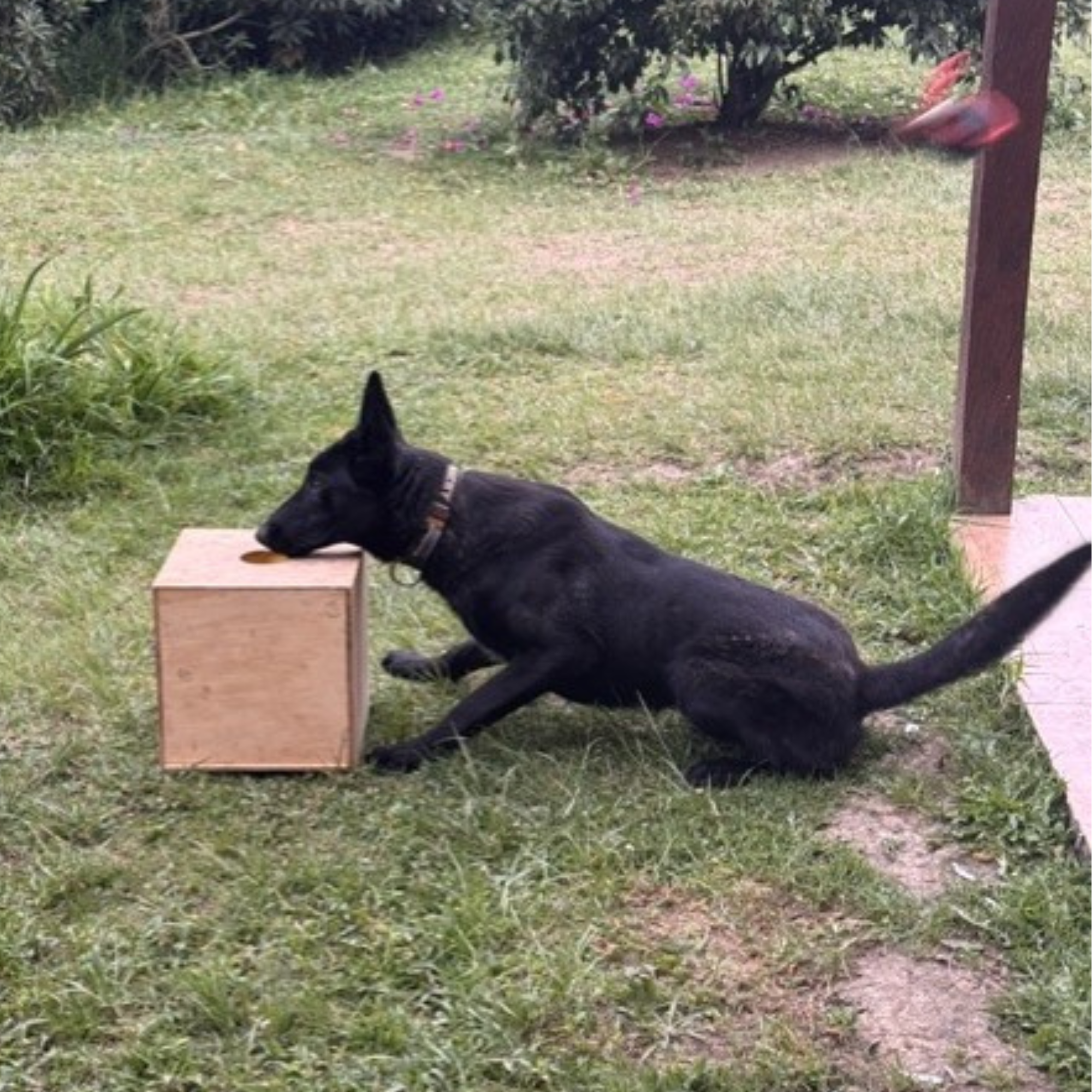 AXEL