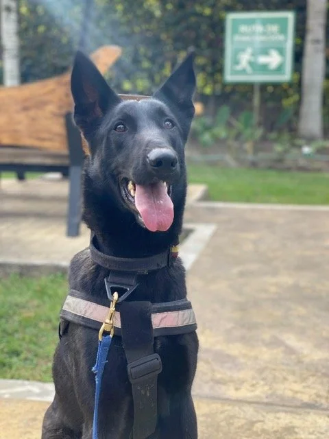 Hugo