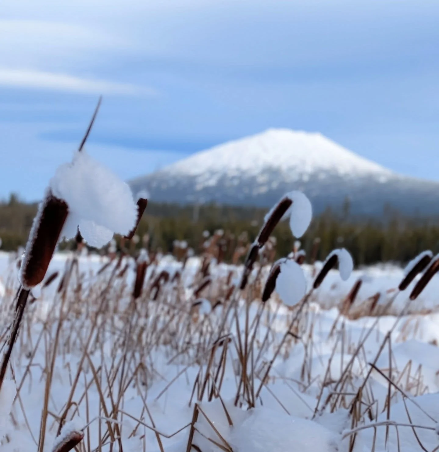 Exciting News! It looks like the snow forecast is shaping up for the Central Cascades - most of you know it's been an unseasonable winter so far - warm and dry conditions have made it tough for snowpack levels as well as winter sports and adventures 