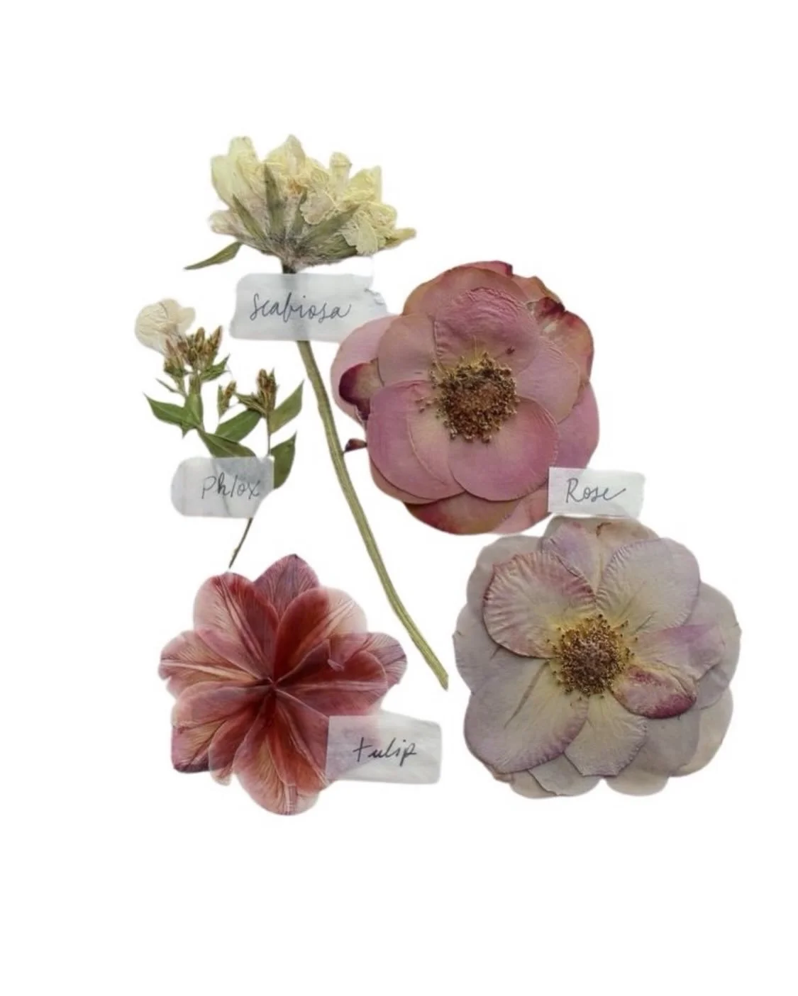 Las flores secas tienen algo que nos recuerda que la belleza no necesita prisa.
Conservan la forma, la esencia y la emoci&oacute;n del instante mucho despu&eacute;s de haber florecido.

En un mundo que consume r&aacute;pido, ellas permanecen.
Como la