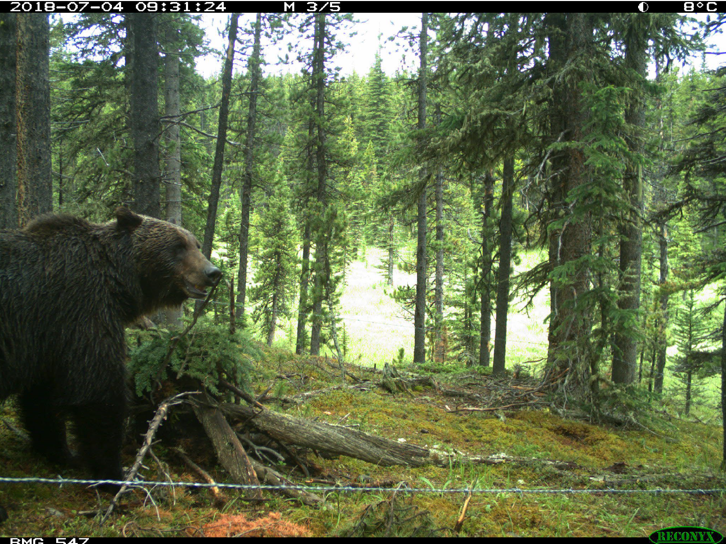 Webinar: Grizzly Bear Monitoring