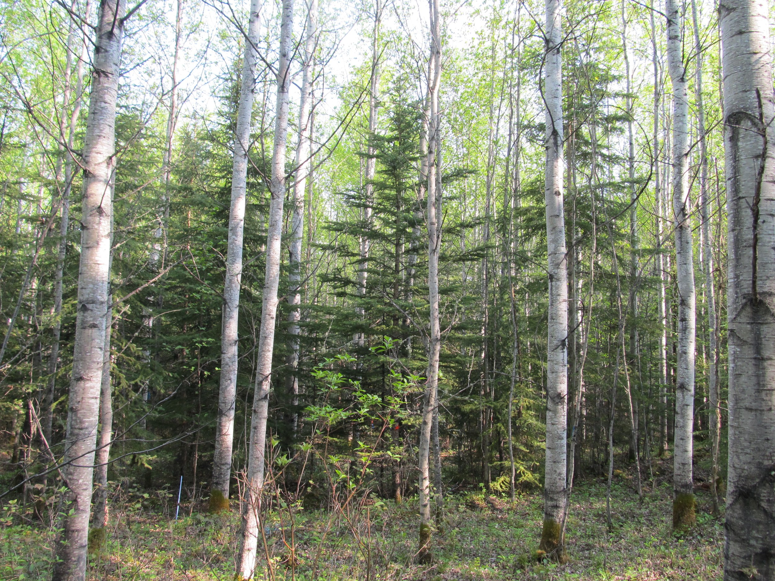 Webinar: Revisiting the Judy Creek Mixedwood Experiment: 20 Years Later
