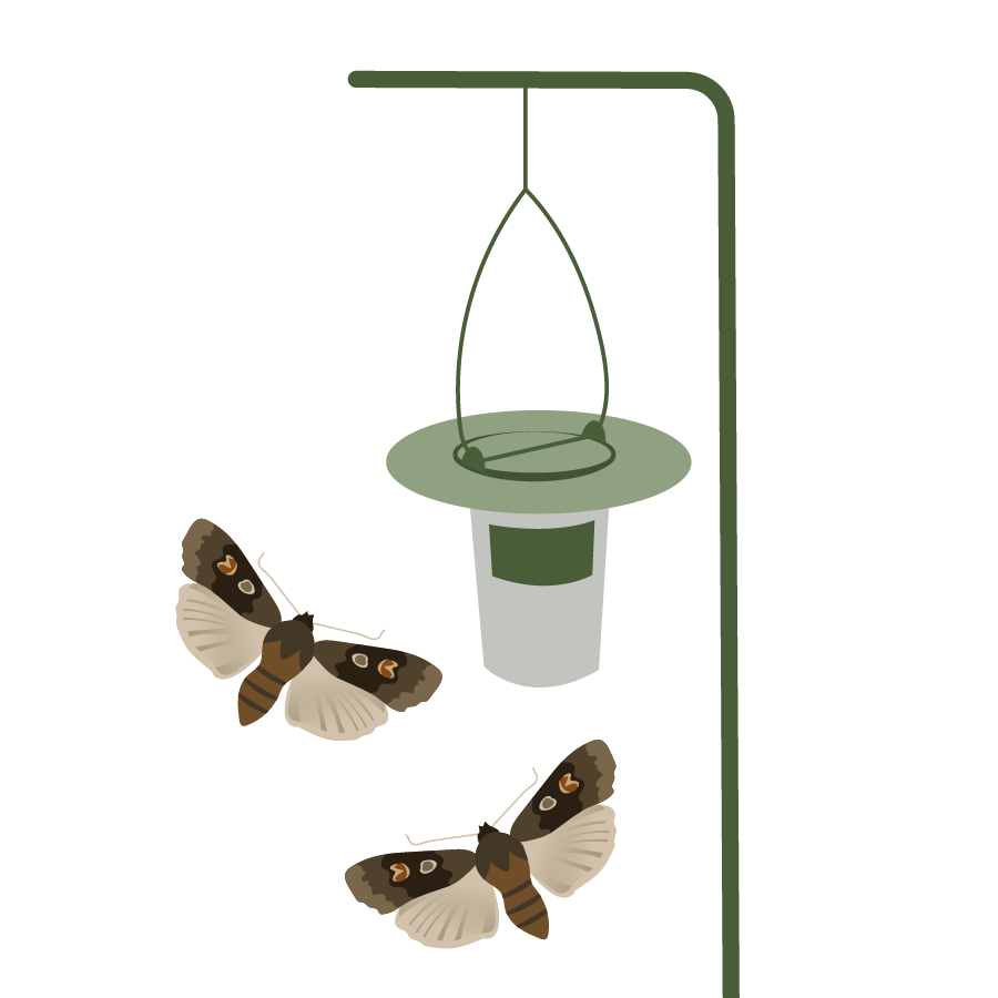 Monitoring Black Army Cutworm Risk in Planting Areas