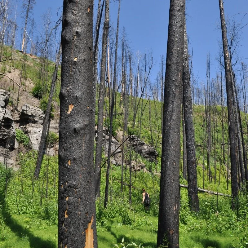 Webinar: Testing Effectiveness of Ecosystem-Based Forest Management in Alberta