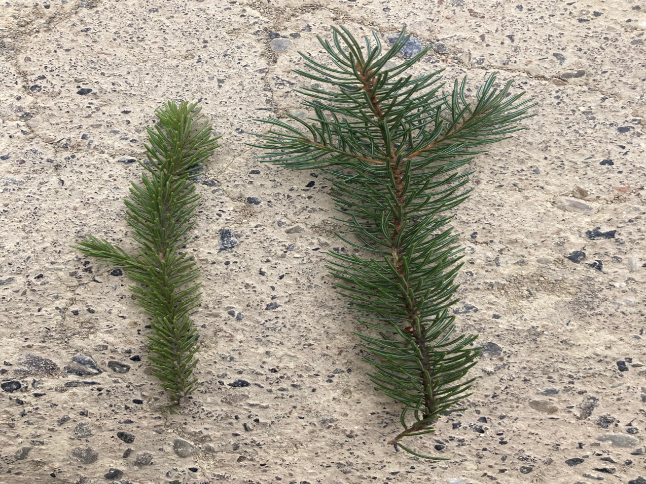 Upcoming Webinar: Engelmann and white spruce extreme climate genomics