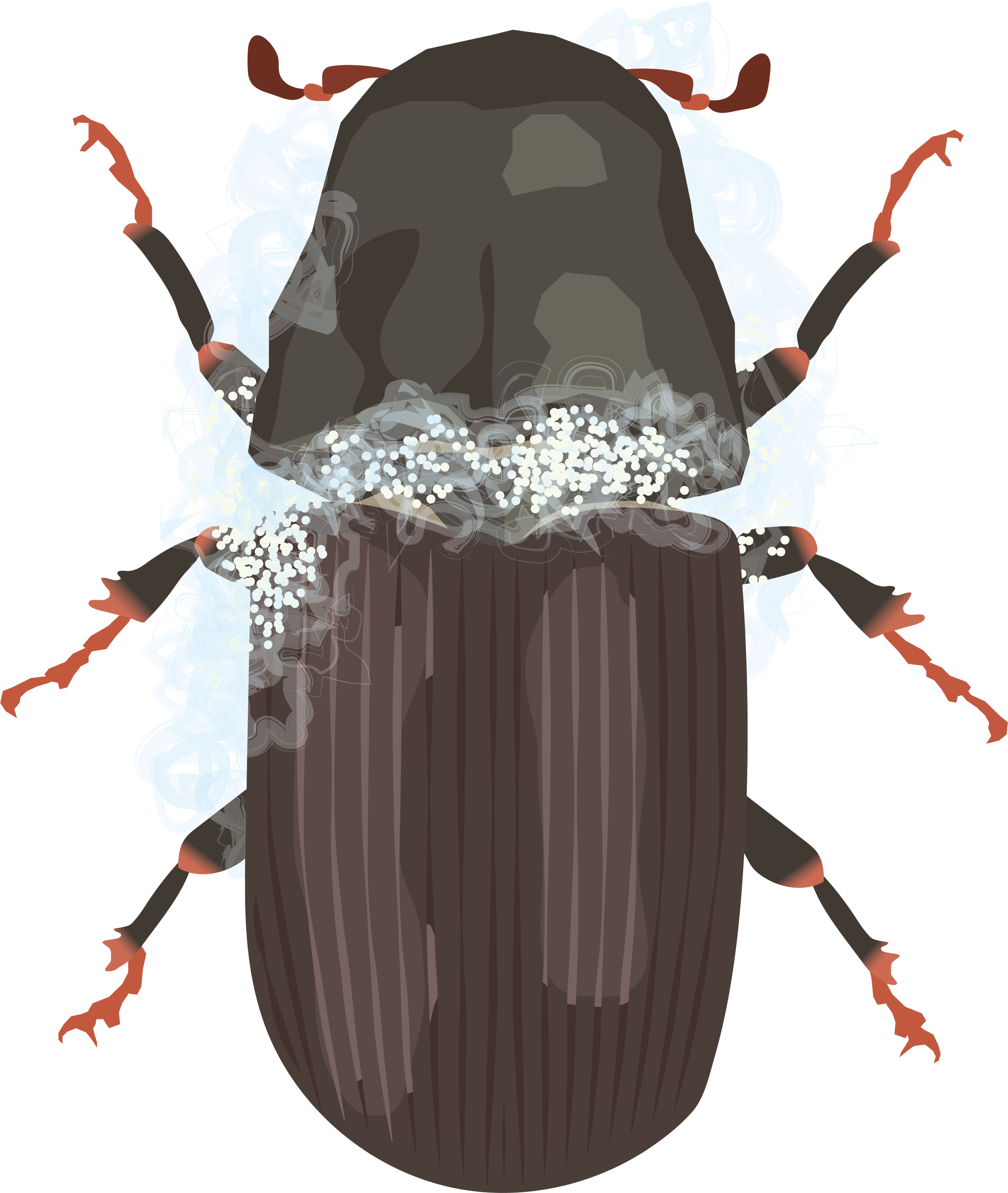 Field-testing Fungal Strains for Targeted Biocontrol of Mountain Pine Beetle