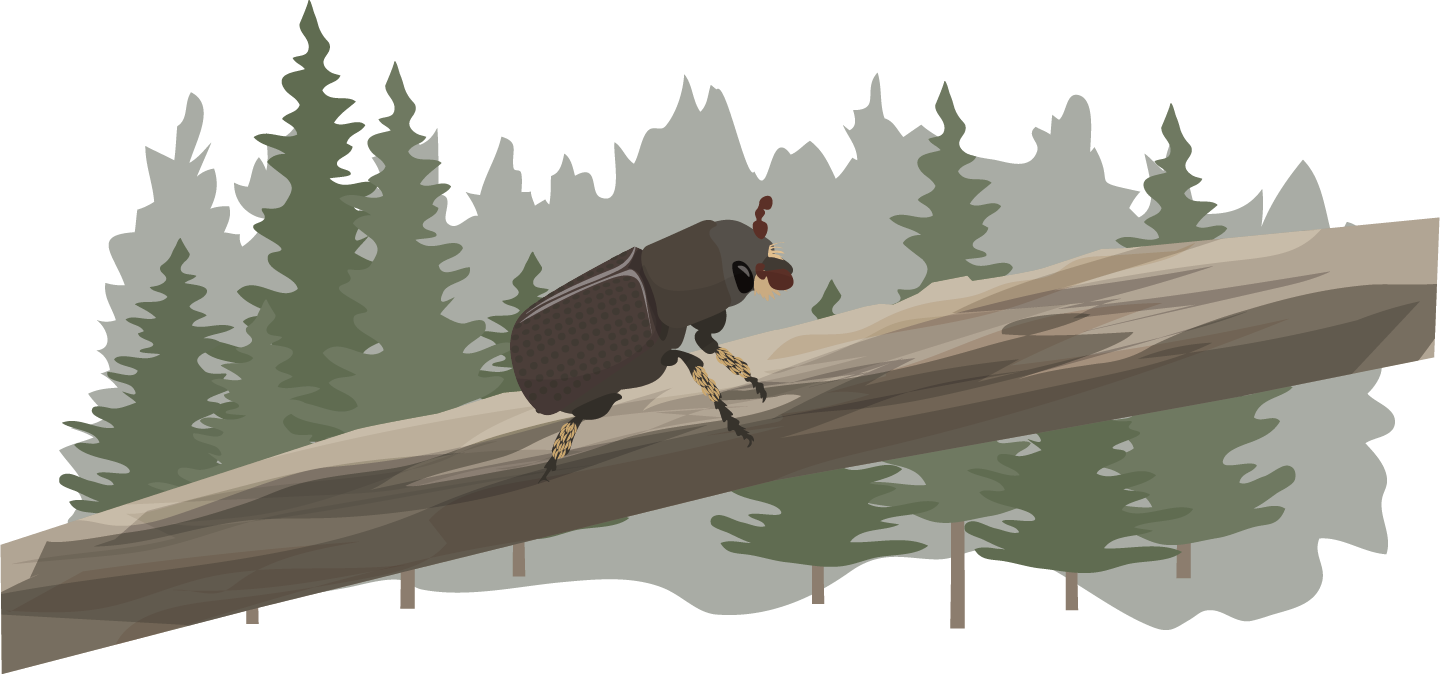 Assessing Mountain Pine Beetle Impacts Using Remote Sensing