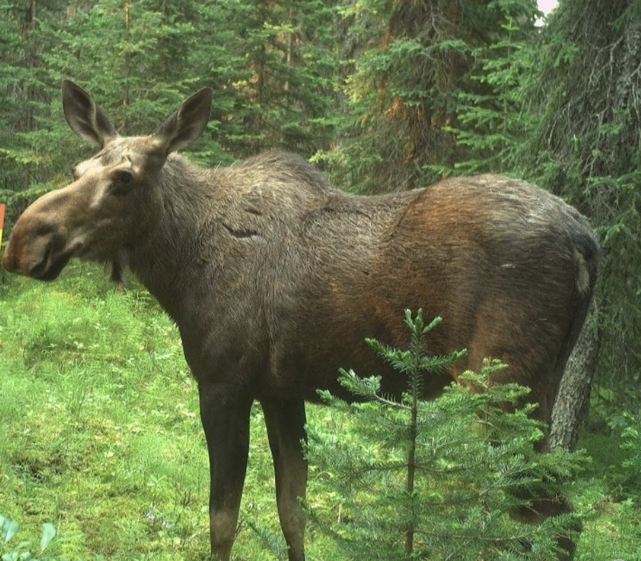 Upcoming Webinar: Moose Research Initiative