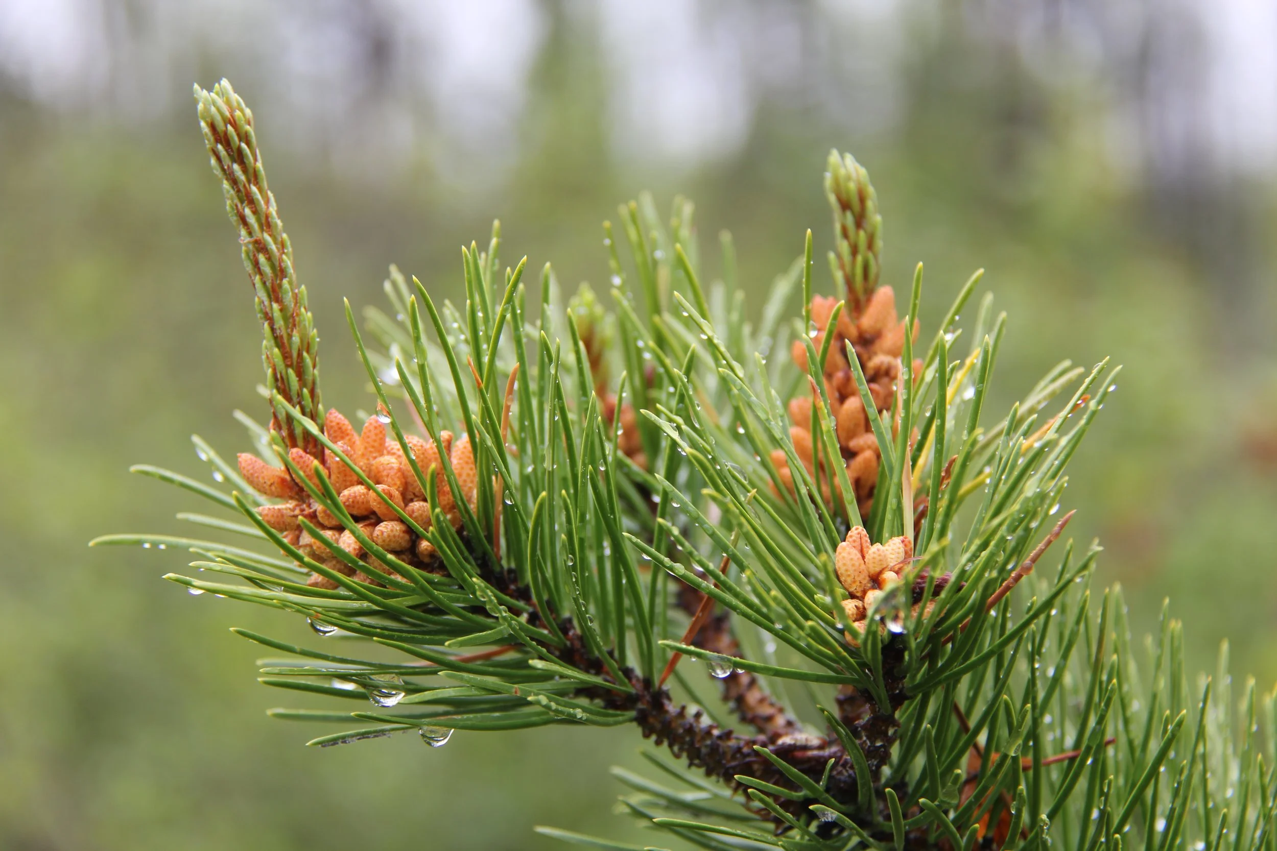 Close-up image of a pine branch.