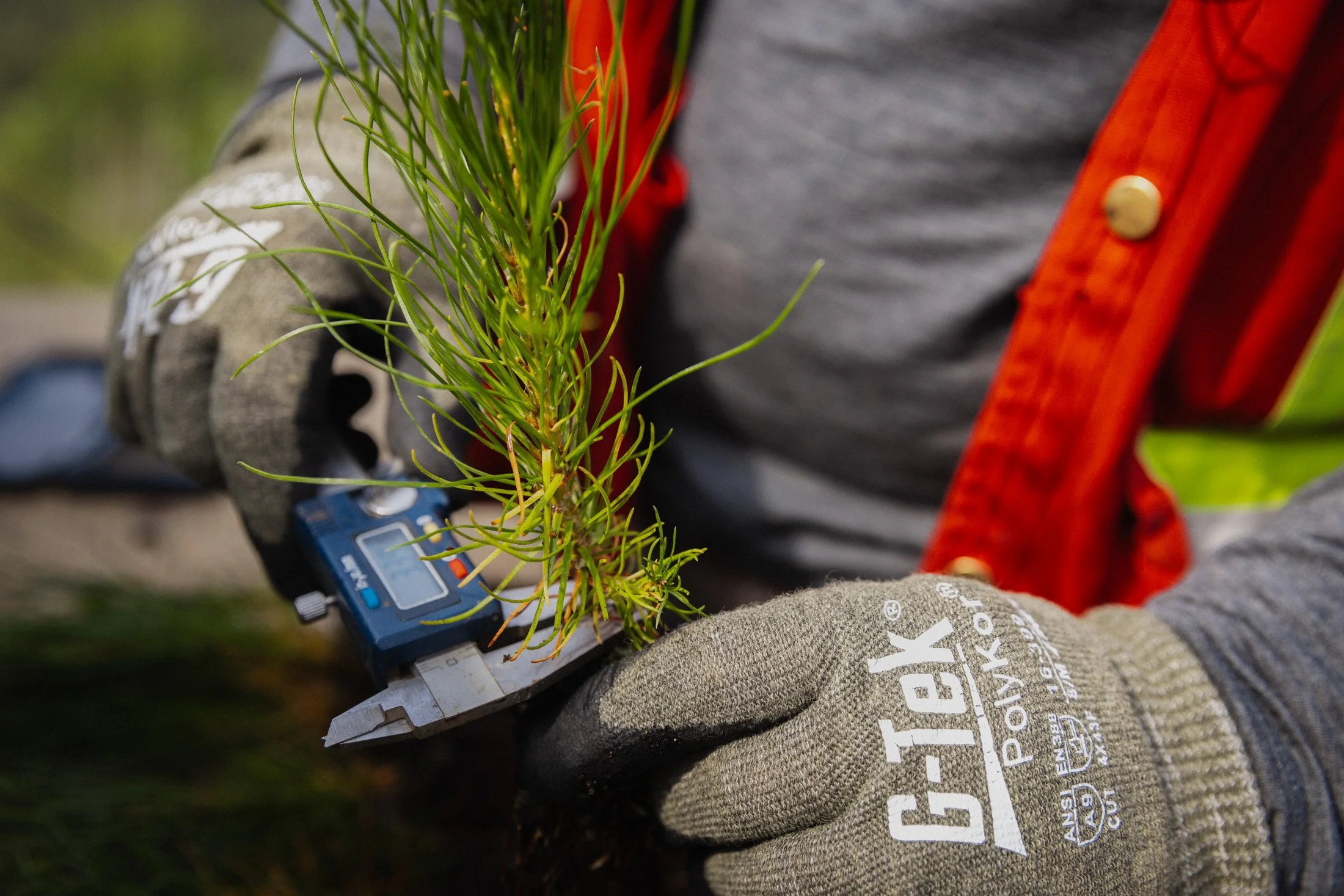 A forester measures the diameter of a seedling's trunk using calipers in the field.