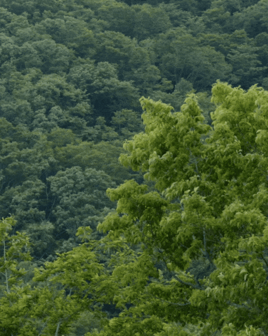 allied tree background.gif