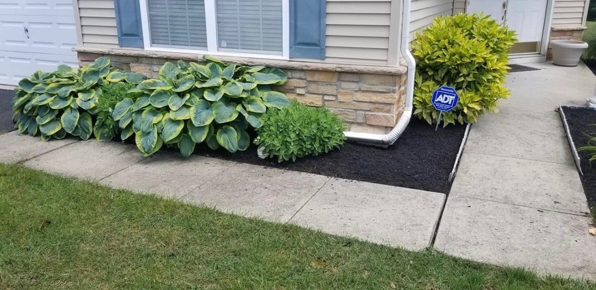 Landscape of a house with well-maintained plants and flowers, including a large leafy shrub, a small green bush, and a yellow-green shrub, in front of a house with siding and stone accents. There is an ADT security sign among the plants, and the area
