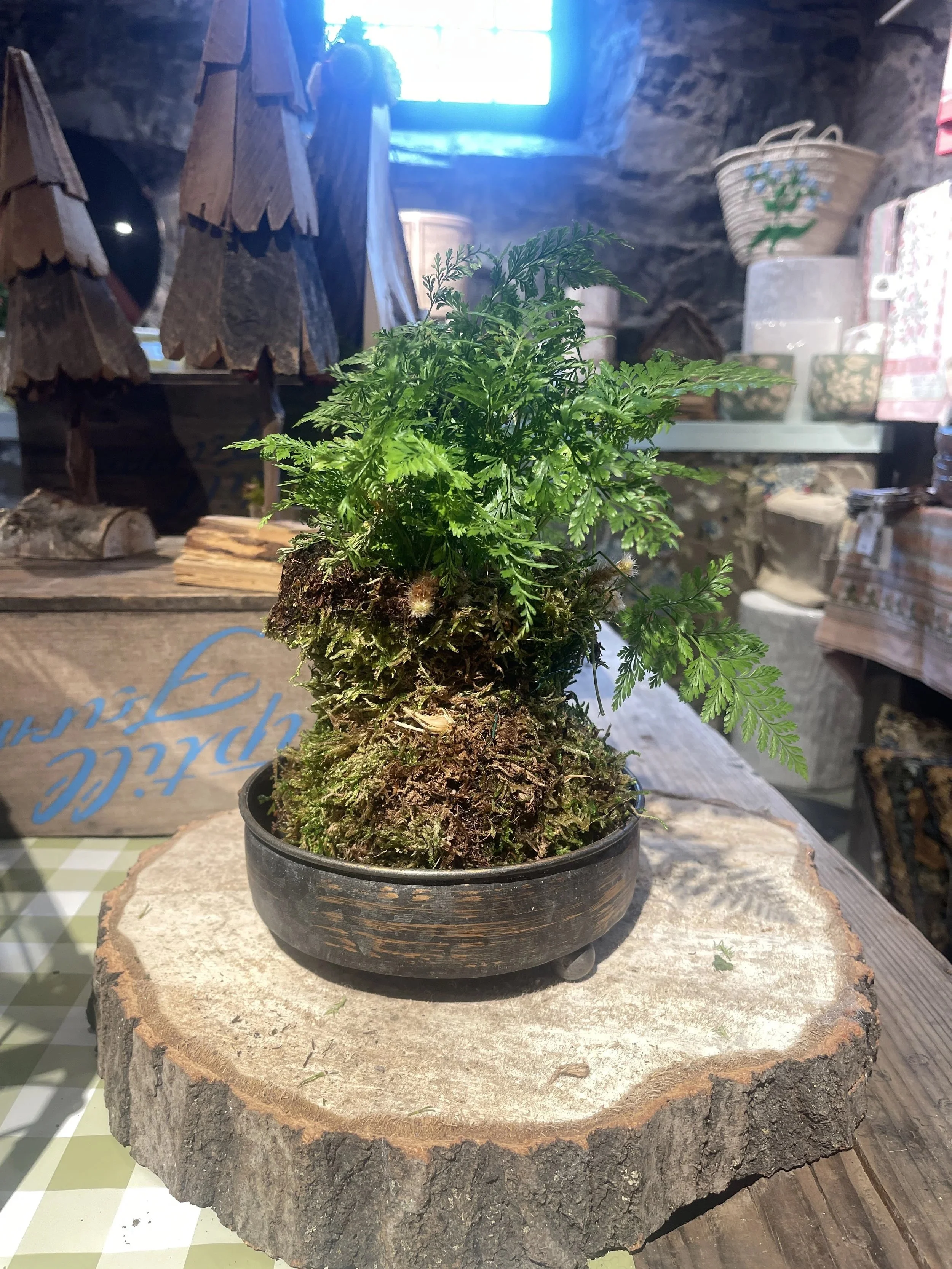KOKEDAMA WORKSHOP