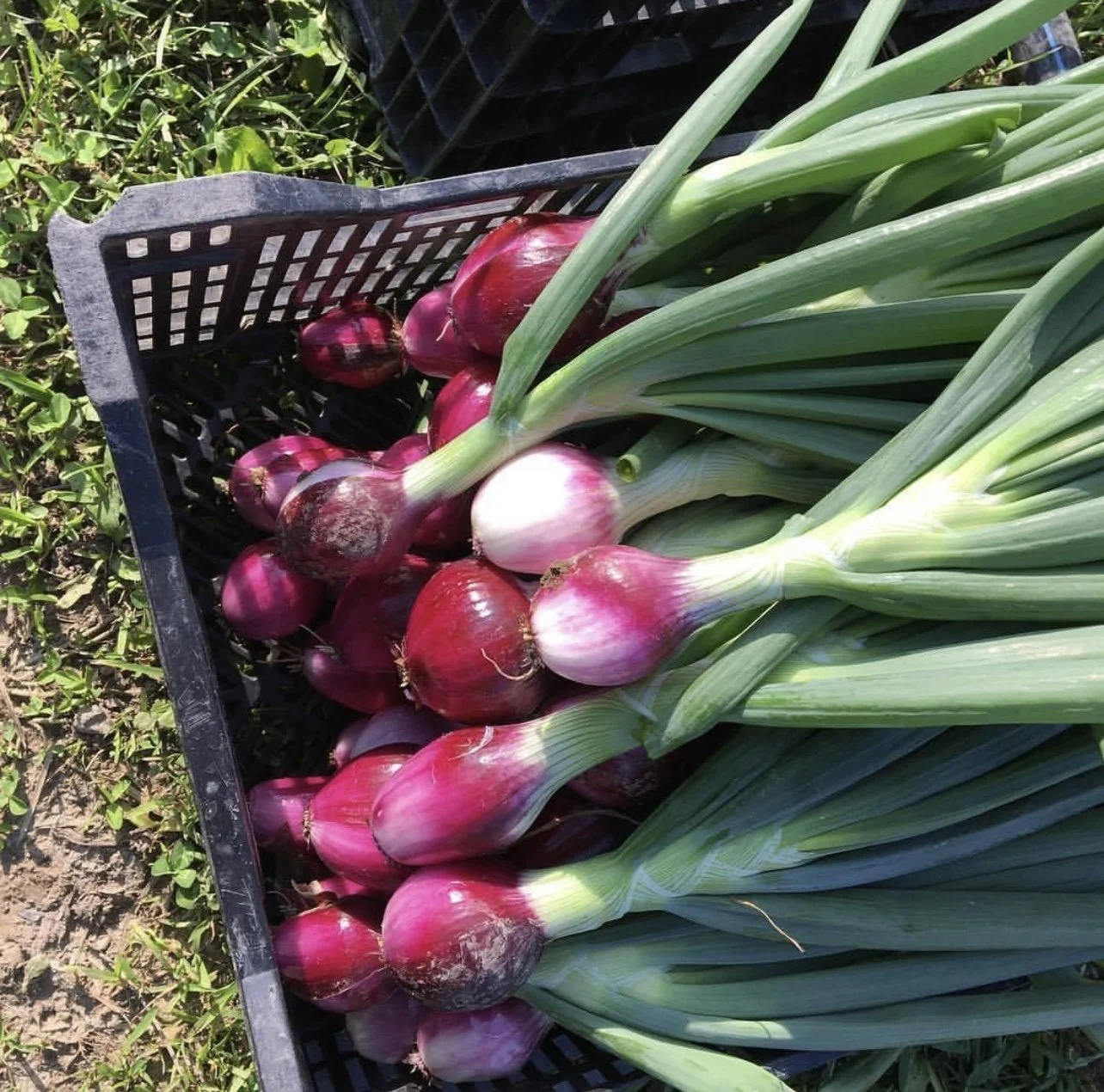VEGETABLE SEED STARTING DEMOS