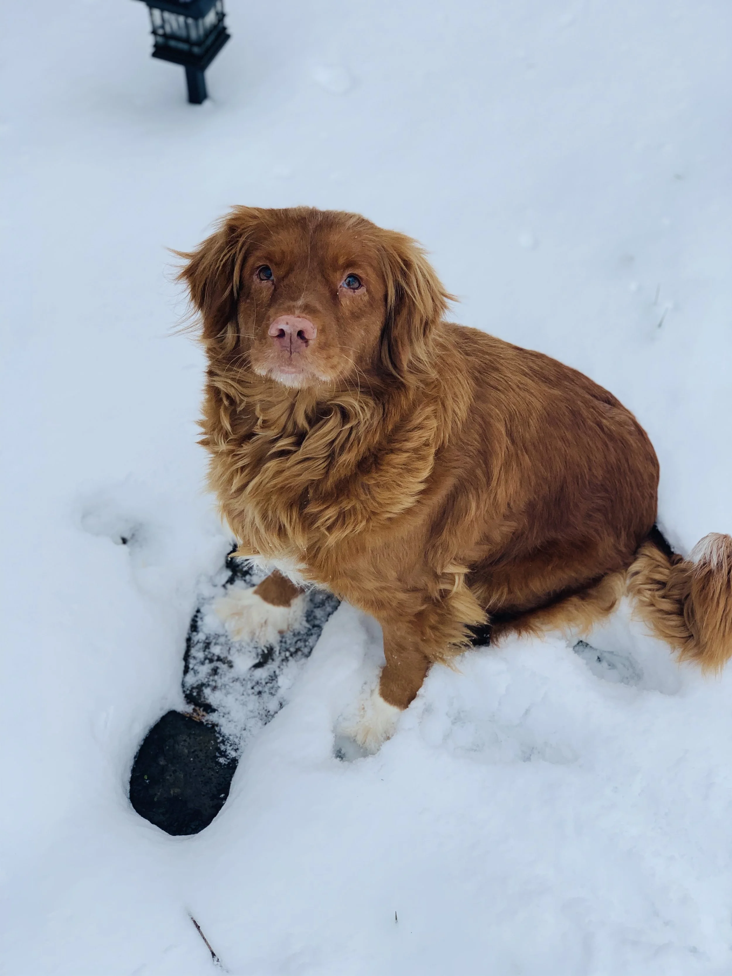 Female Nova Scotia Duck Tolling Retriever