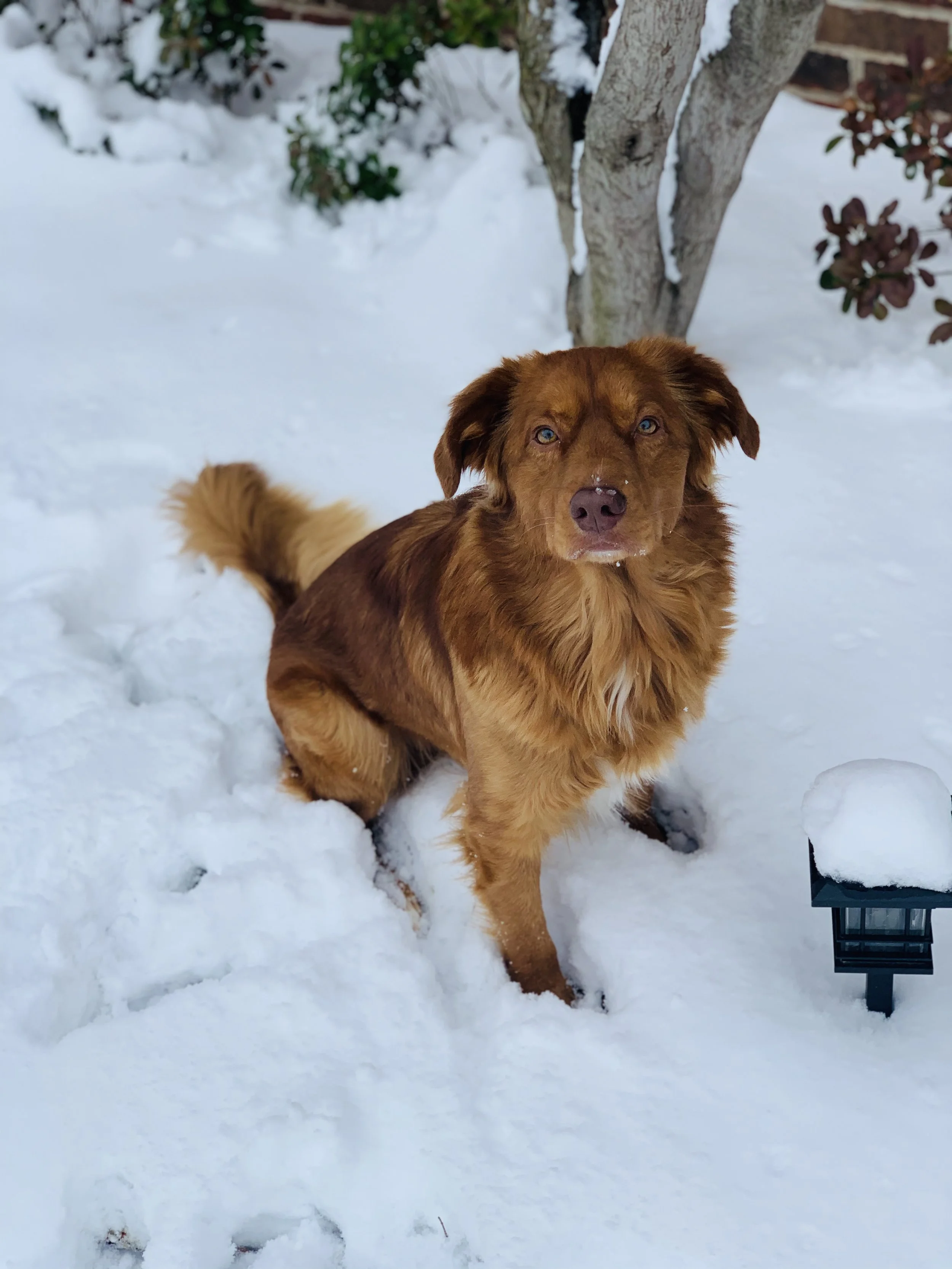 Male Nova Scotia Duck Tolling Retriever