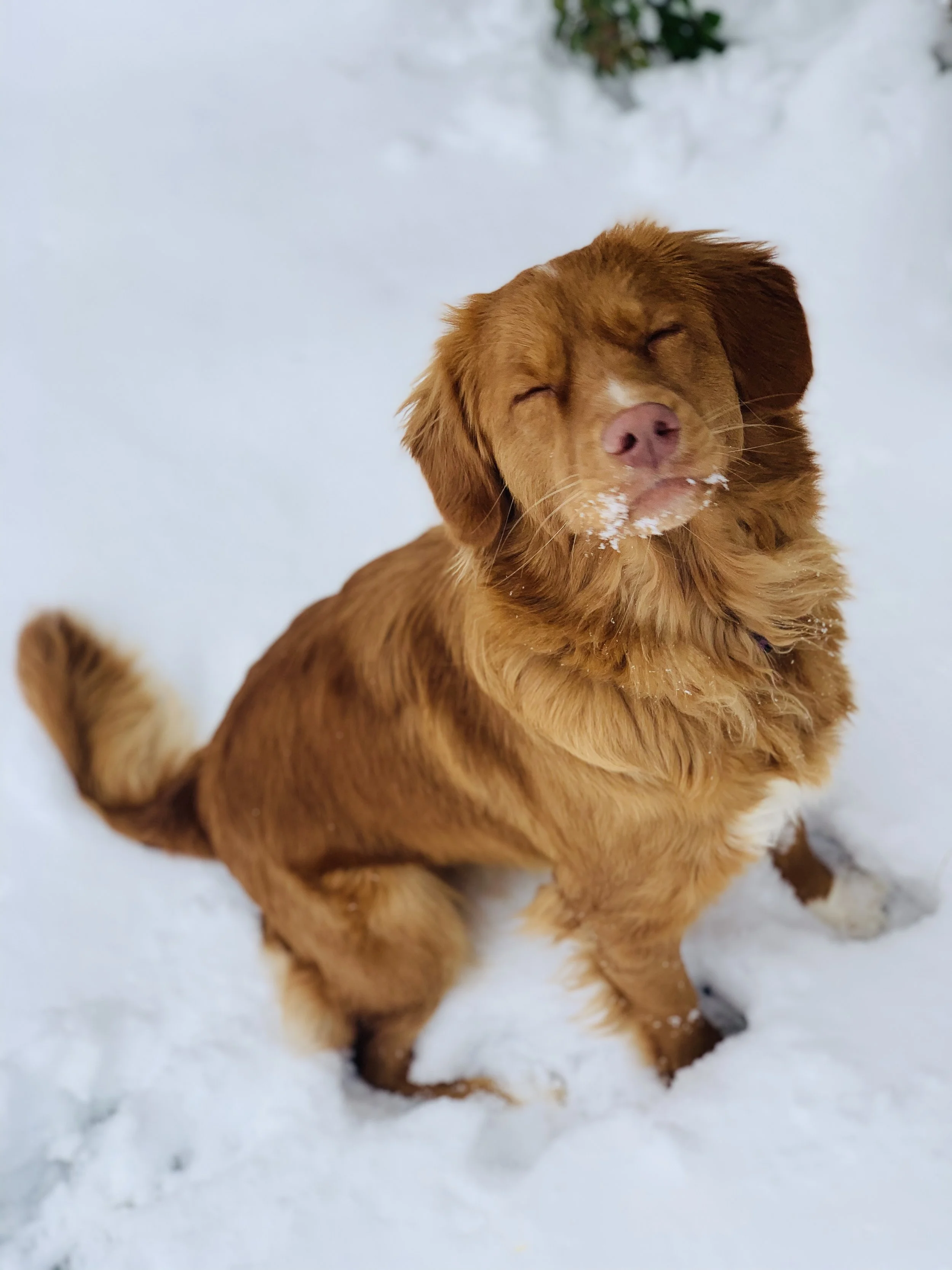 Female Nova Scotia Duck Tolling Retriever